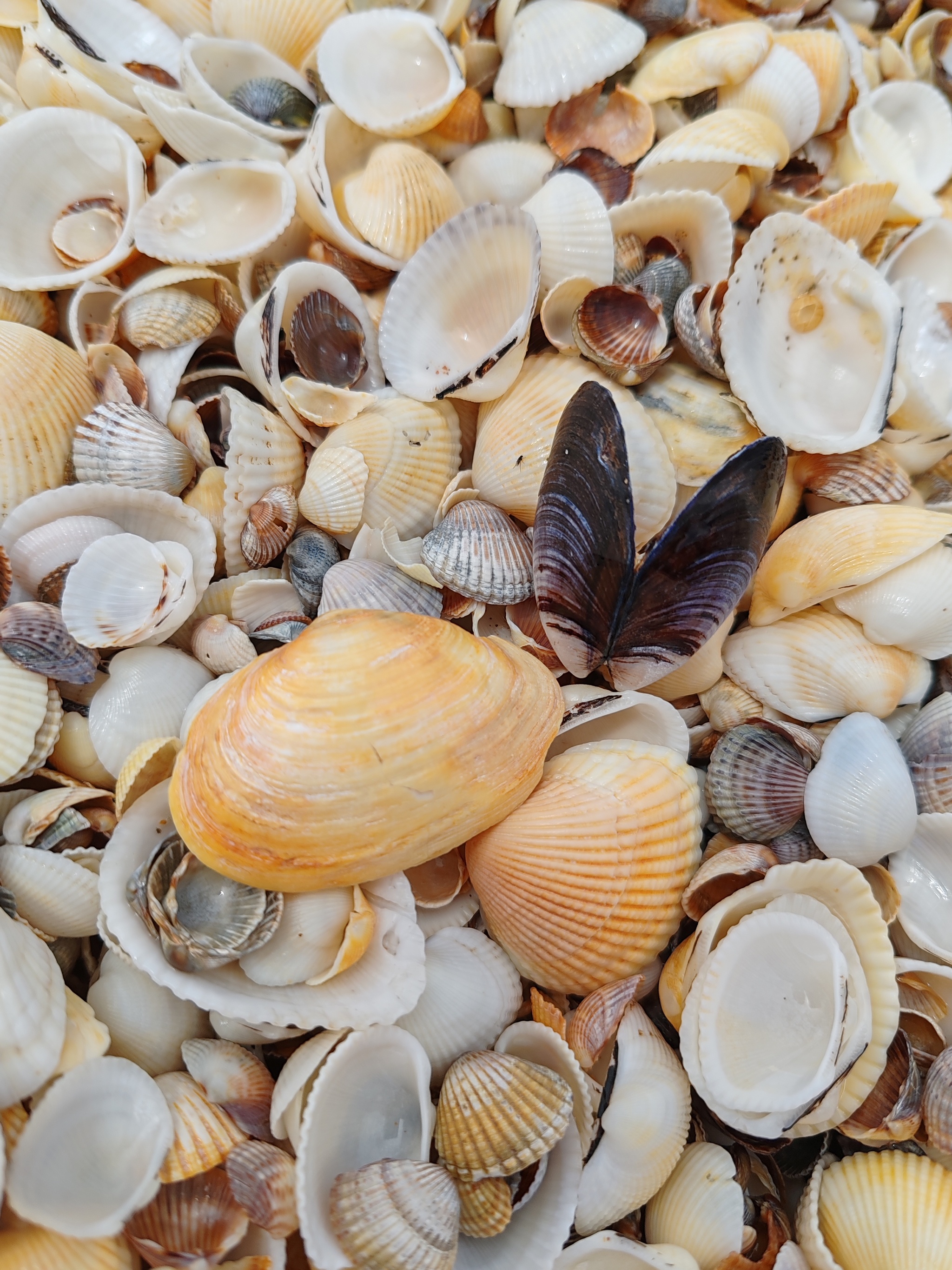 How I was on an excursion - My, General's beaches, Kerch Peninsula, Longpost