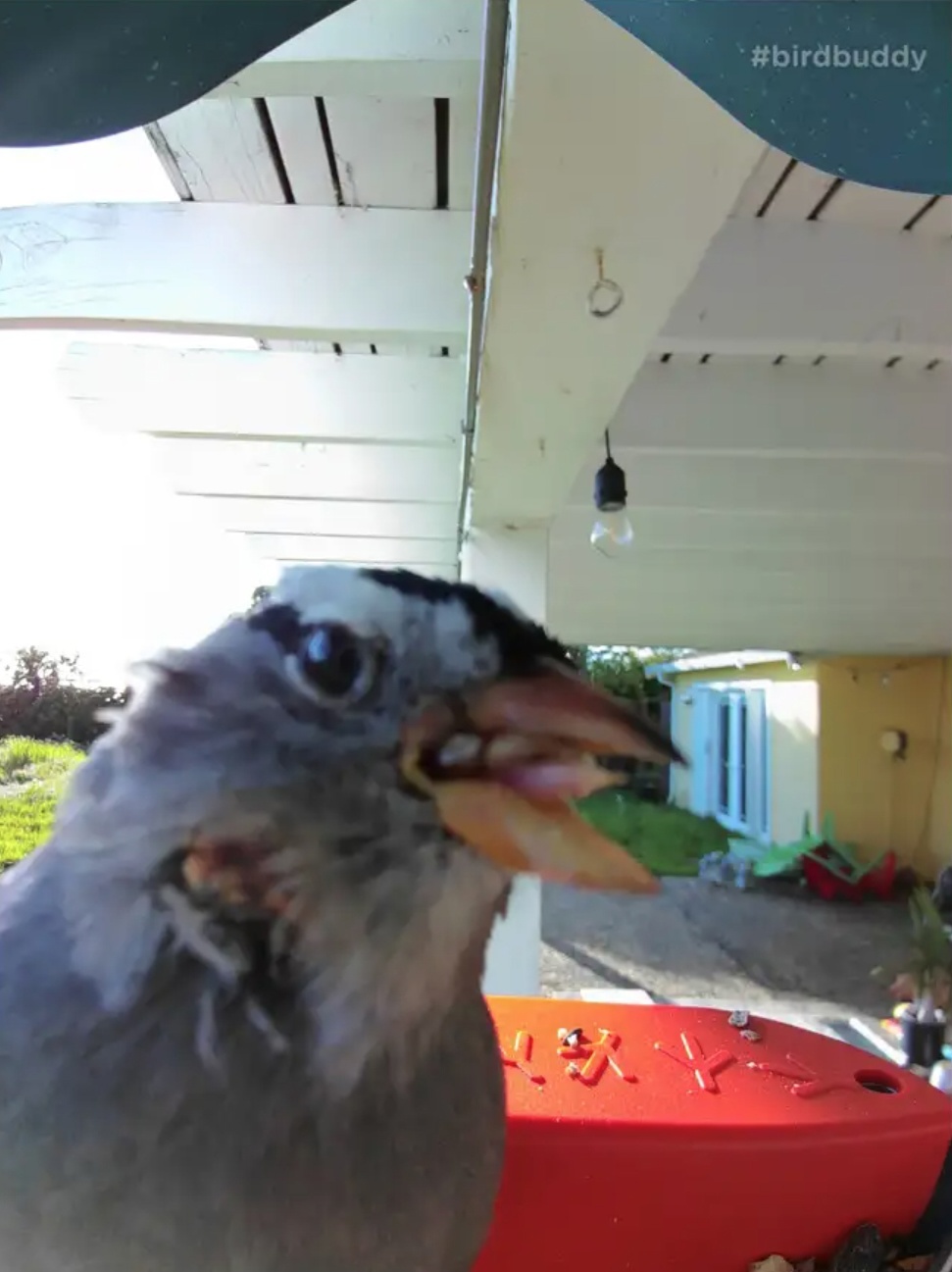 Feeder with video camera from Bird Buddy for $200 - Youtube, Birds, Trough, Idea, Video, YouTube (link), Longpost