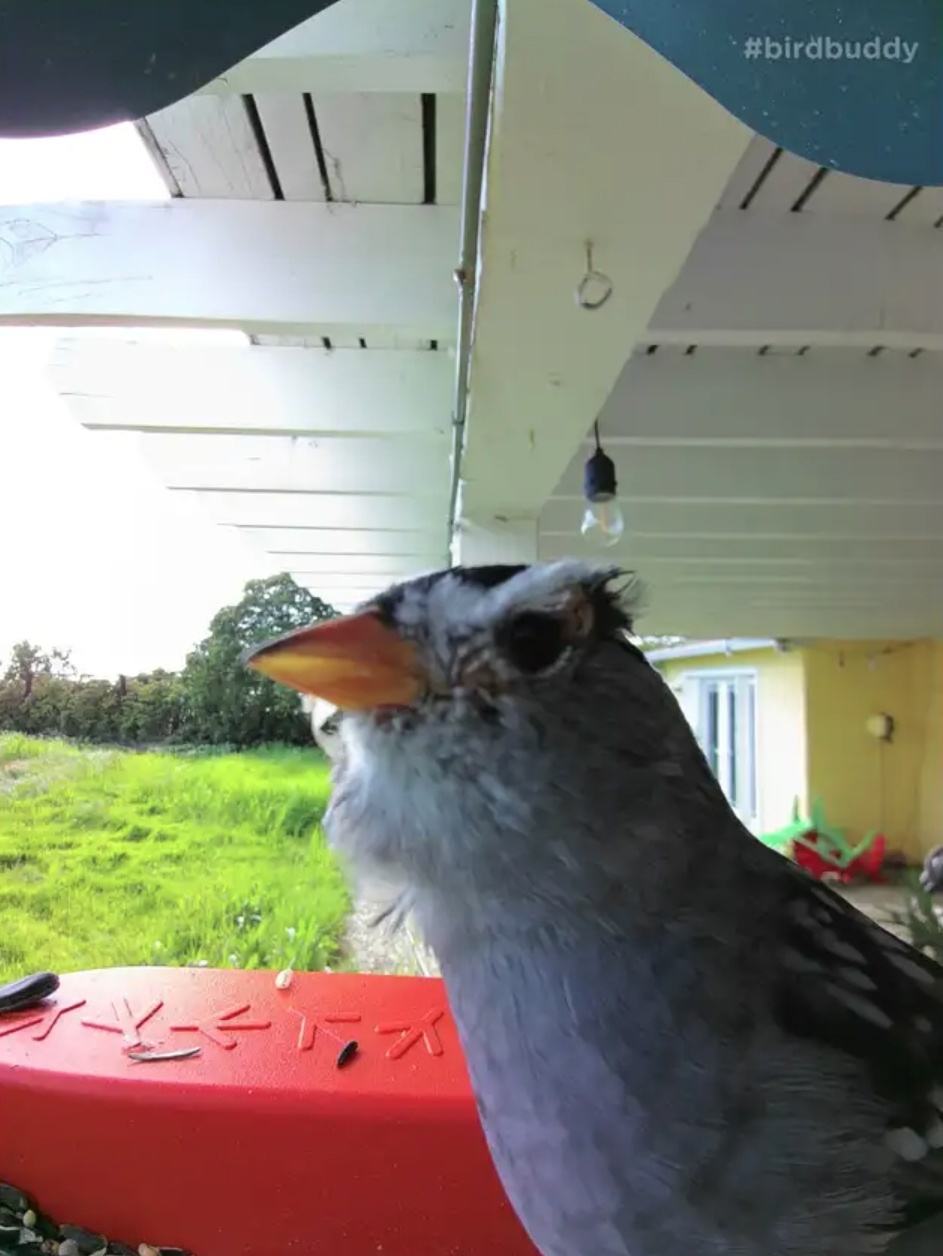 Feeder with video camera from Bird Buddy for $200 - Youtube, Birds, Trough, Idea, Video, YouTube (link), Longpost