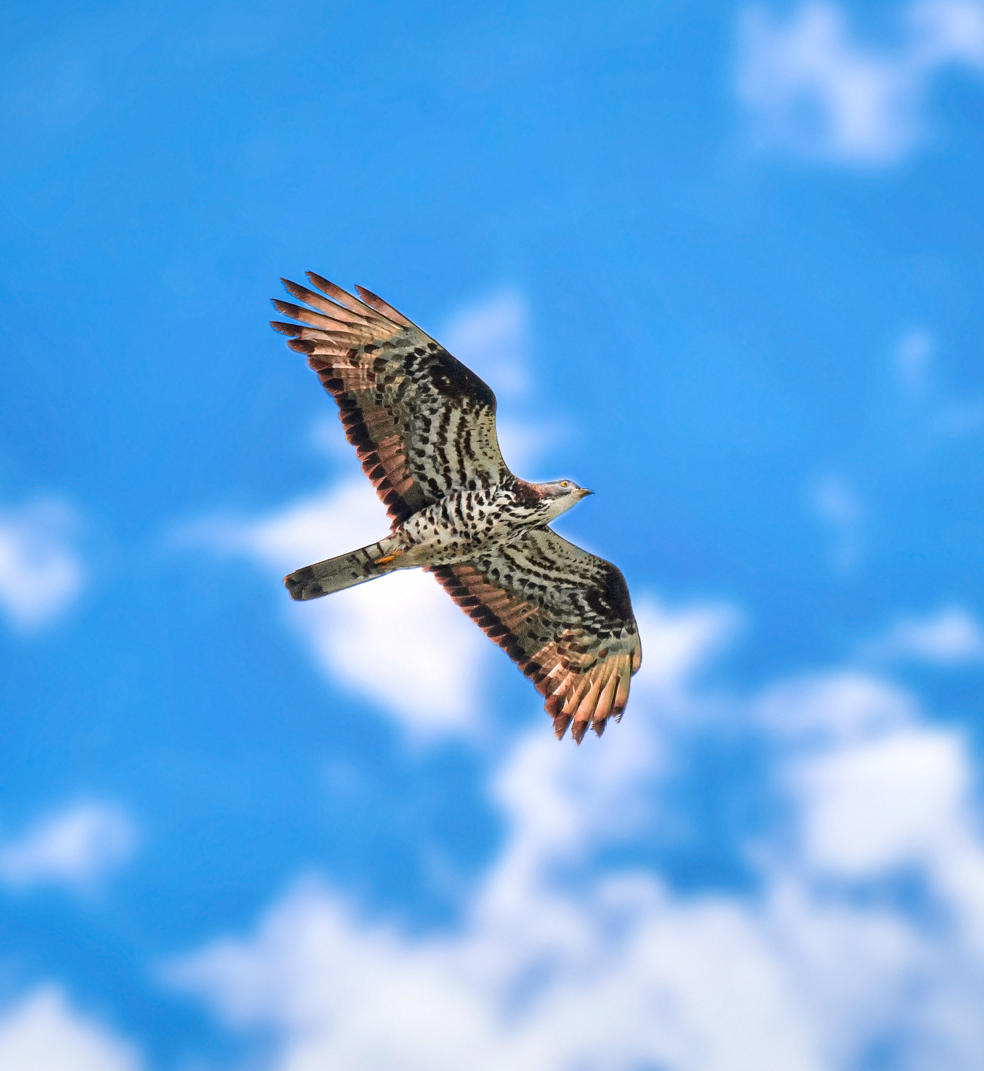 The Buzzard flies about its Buzzard business - Birds, Photo hunting, Animals, Nature, Predator birds