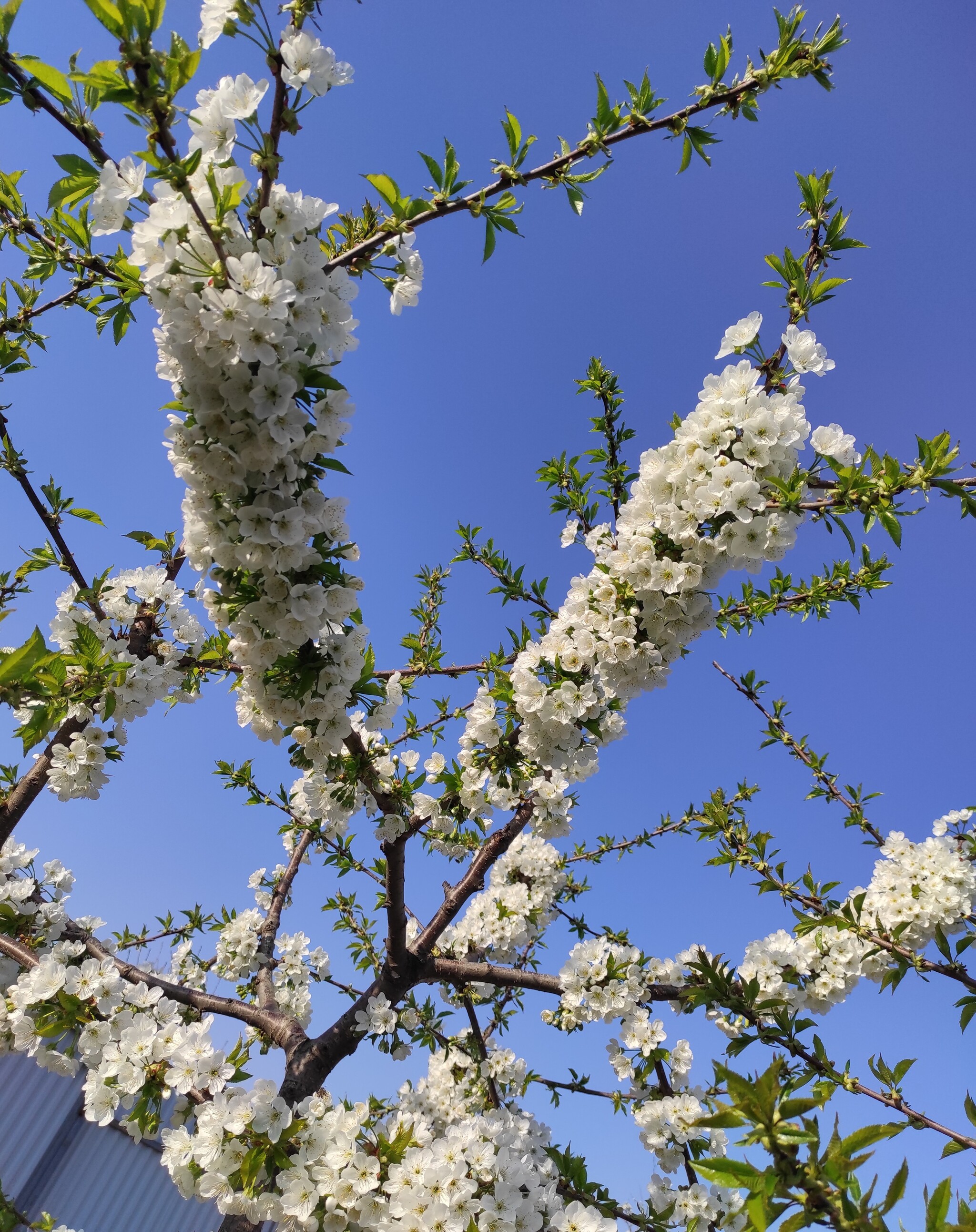 It was like spring was yesterday, and the beautiful cherries were blooming... - Summer, Relaxation, Cherries, Bloom, Tree, Spring, Garden, Homemade, The photo