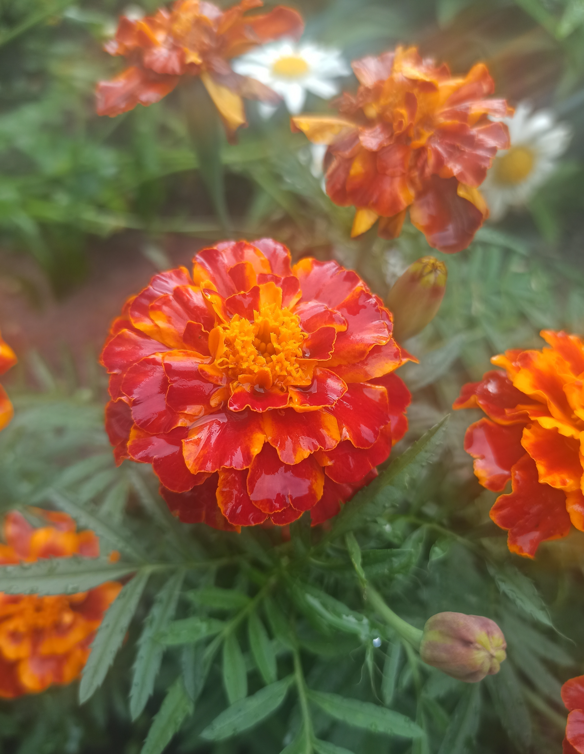 Terry miracle - My, Mobile photography, Images, Summer, Nature, Bloom, Marigolds, Garden