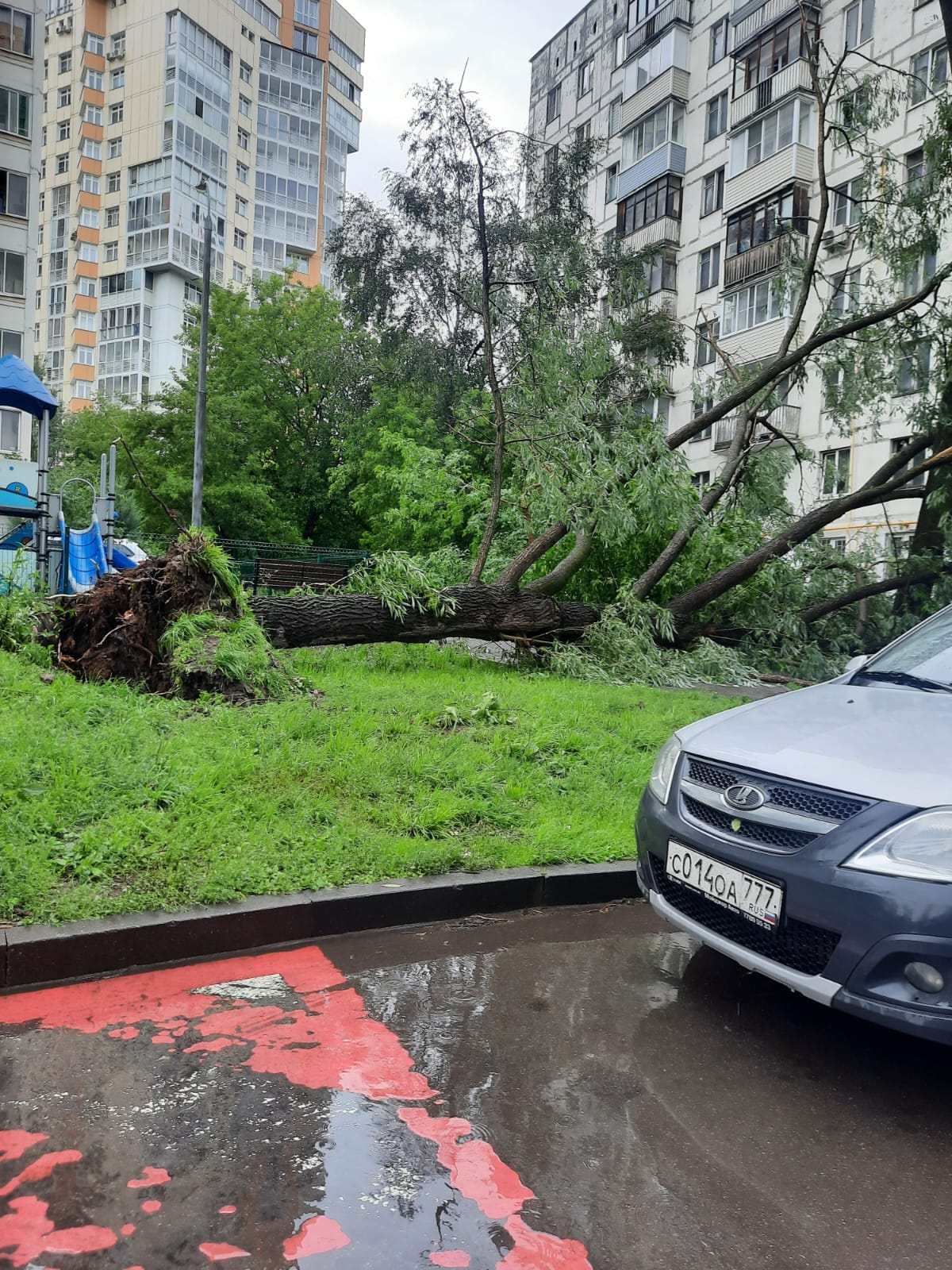 Consequences of today's storm in Moscow. The tree falling was caught on video. (06/20/2024) - Moscow, Youtube, Storm, Hurricane, Kuntsevo, Tree, Element, Video monitoring, Video, Longpost