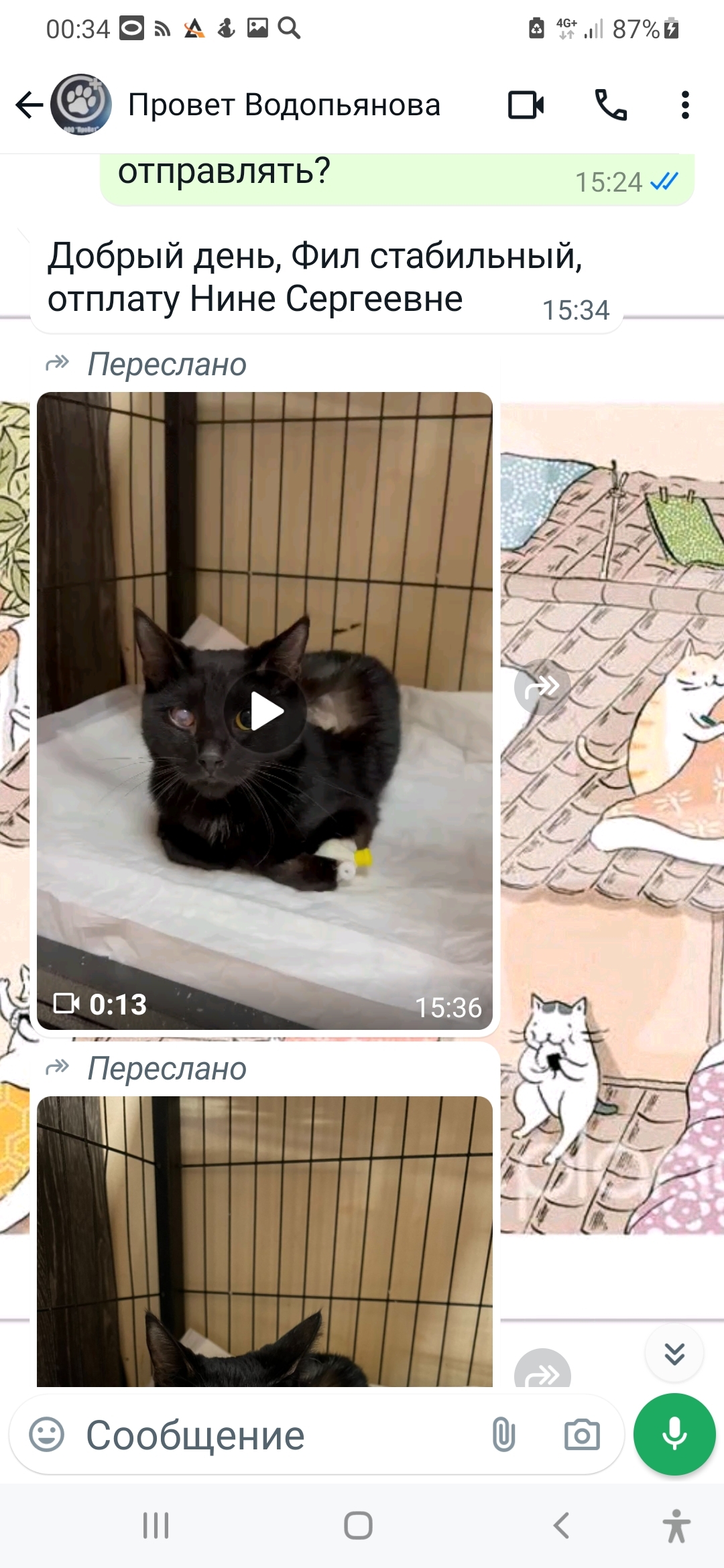 Continuation of the post “Paralyzed cat. Thrown under the door... - Krasnoyarsk, Abandoned, The rescue, Black cat, cat, Paralysis, Nervous system, Vet clinic, Animal shelter, Helping animals, Video, Vertical video, Reply to post, Longpost