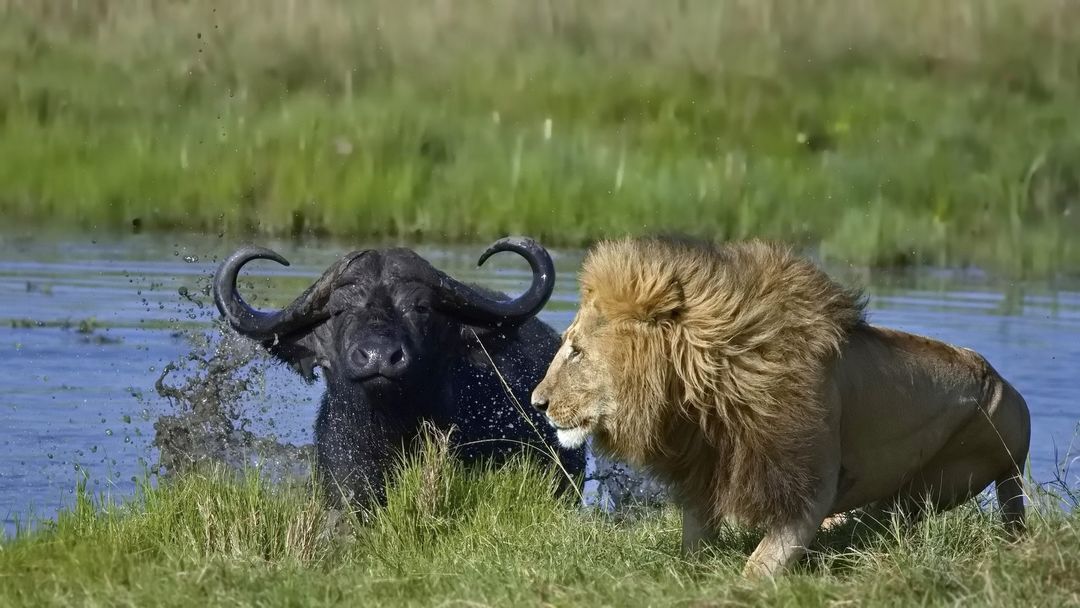 One on one - a lion, Big cats, Cat family, Predatory animals, African buffalo, Artiodactyls, Wild animals, wildlife, Reserves and sanctuaries, Masai Mara, Africa, The photo, Water