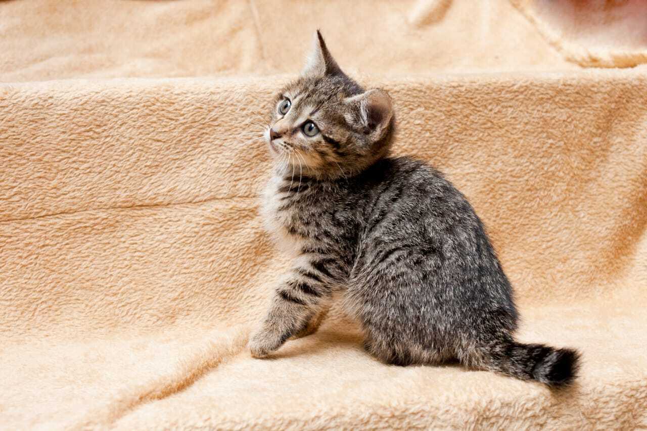 Two-month-old rock climber is looking for a home - My, cat, Kittens, In good hands, Helping animals, No rating, Homeless animals, Longpost