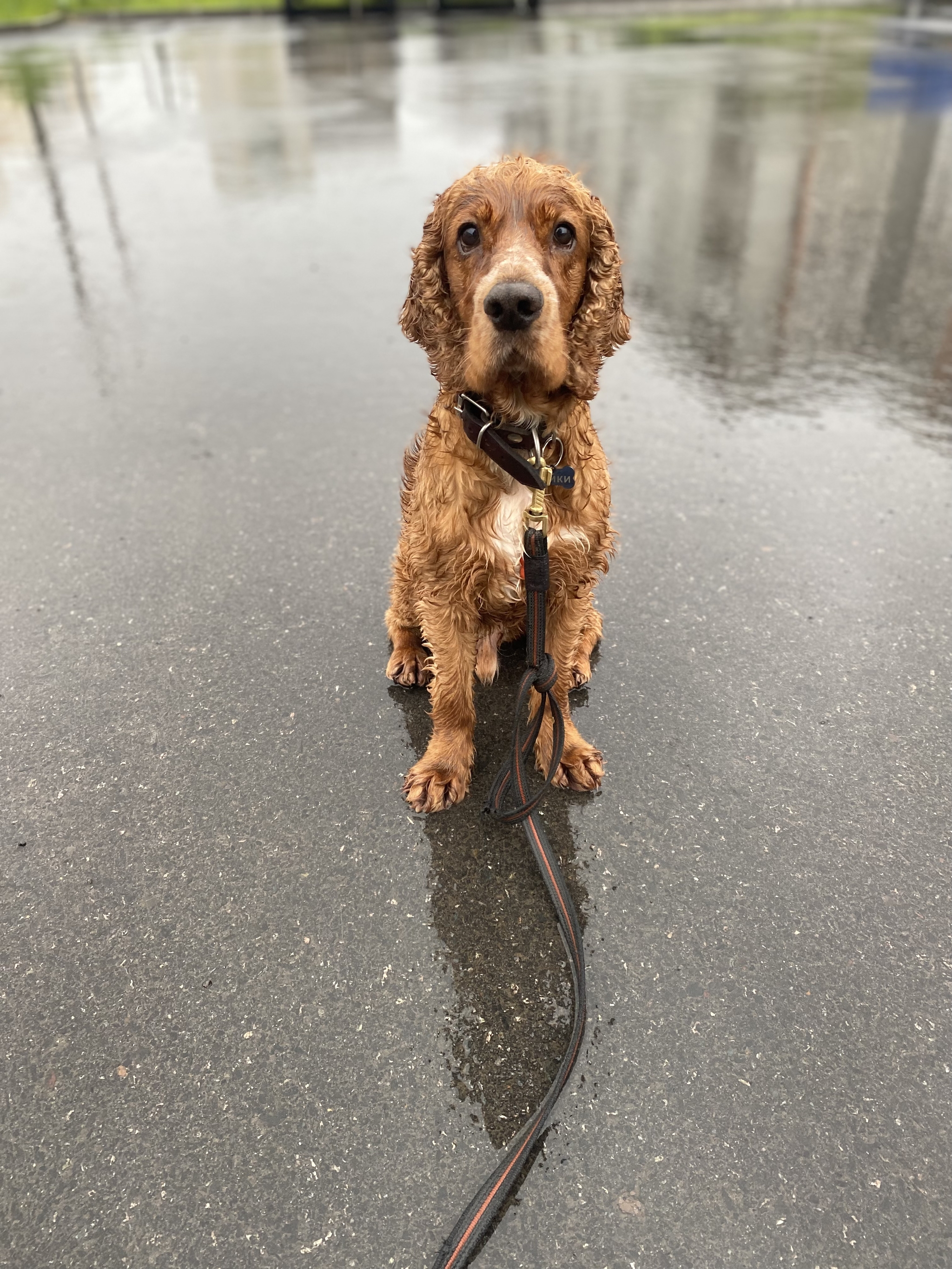 Wet doggie - My, Dog, Sadness, Rain