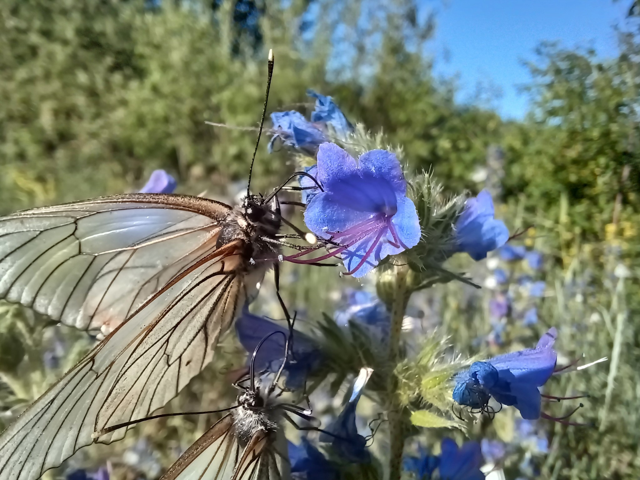 Common bruise - My, Butterfly, Cabbage butterfly, Life stories, Mobile photography, Macro photography