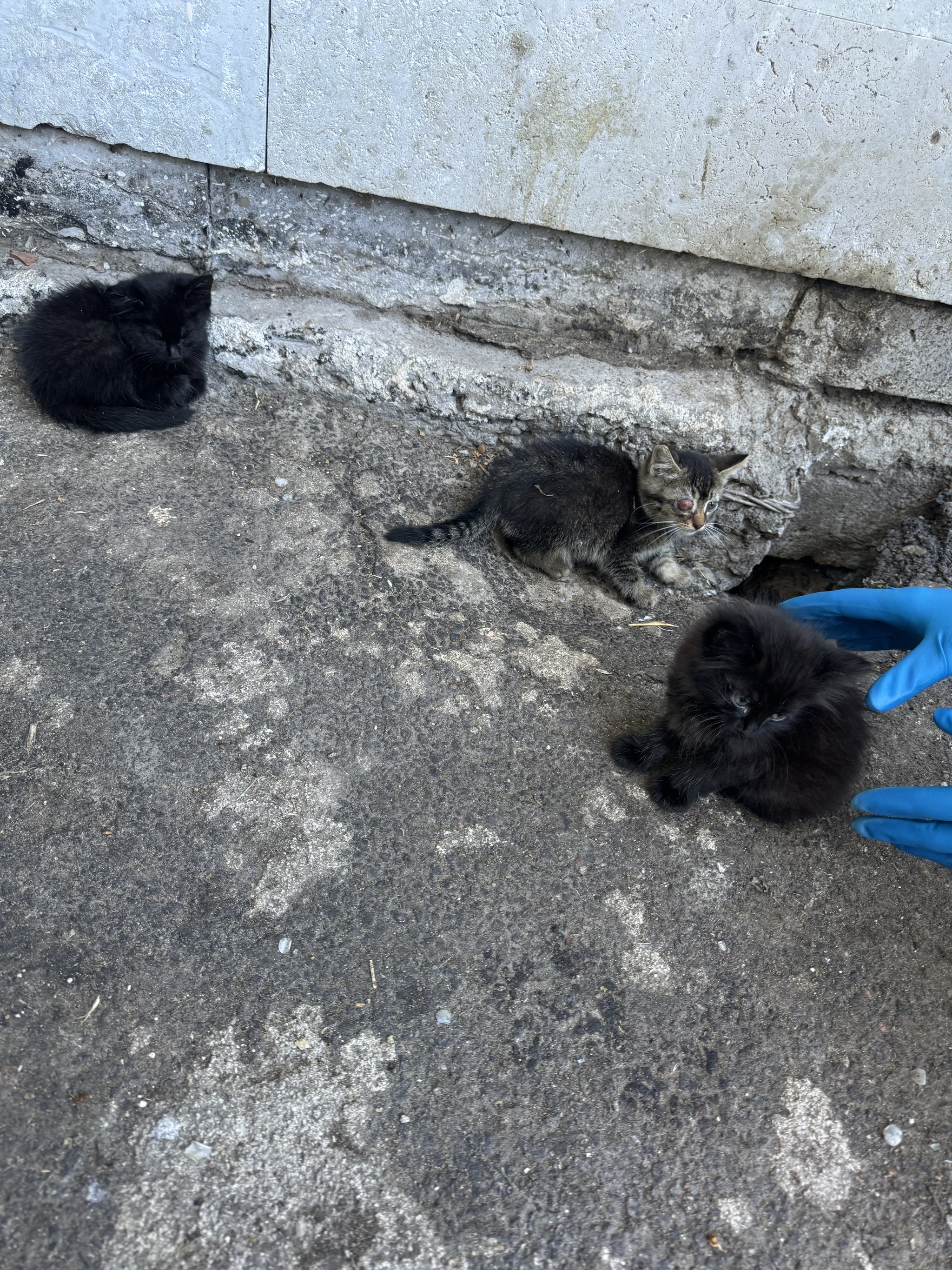 One-eyed bandit orphan kitten - Saint Petersburg, In good hands, cat, Homeless animals, One eyed, Kittens, Pet the cat, Animal shelter, Longpost, VKontakte (link)