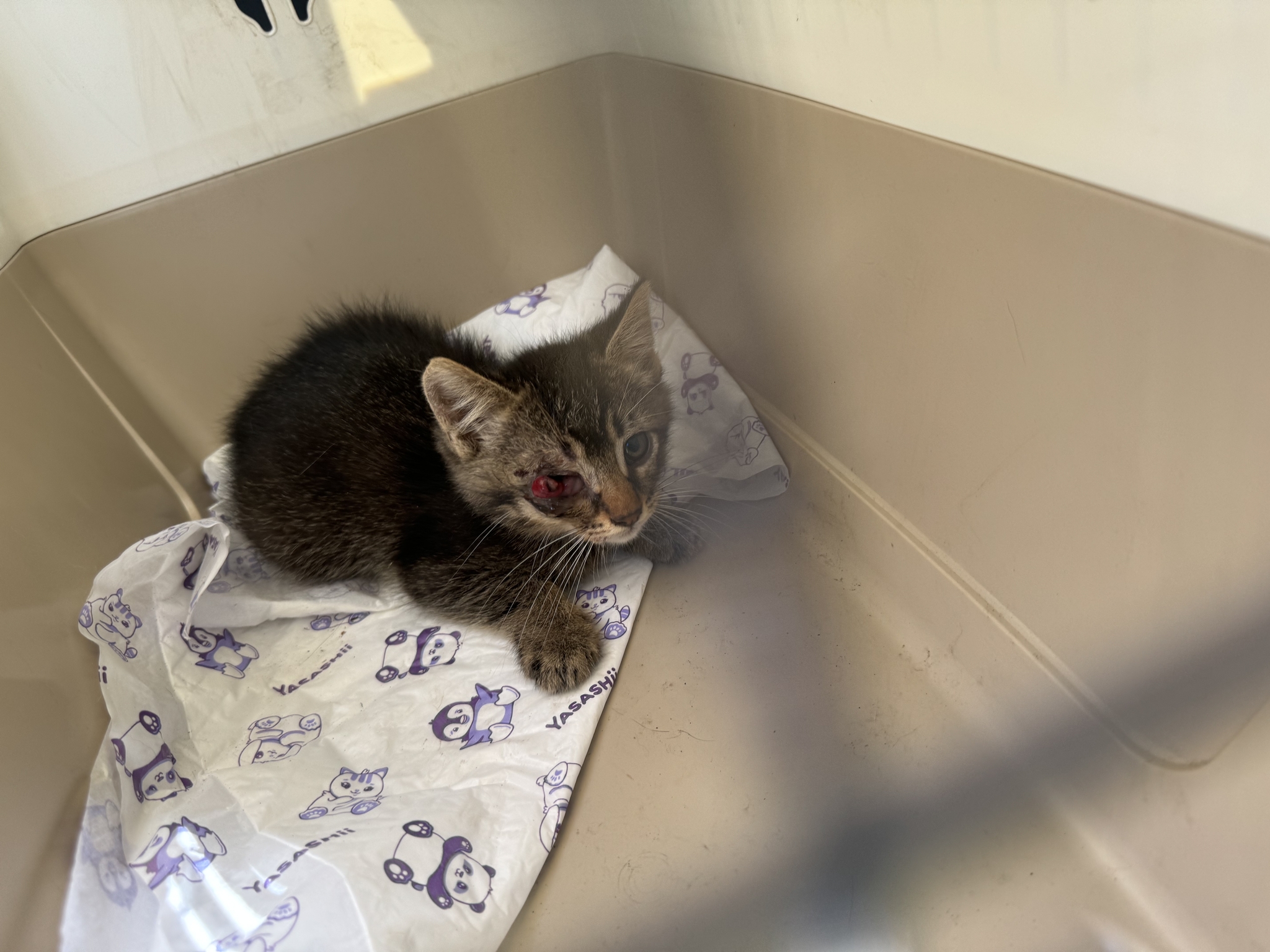 One-eyed bandit orphan kitten - Saint Petersburg, In good hands, cat, Homeless animals, One eyed, Kittens, Pet the cat, Animal shelter, Longpost, VKontakte (link)