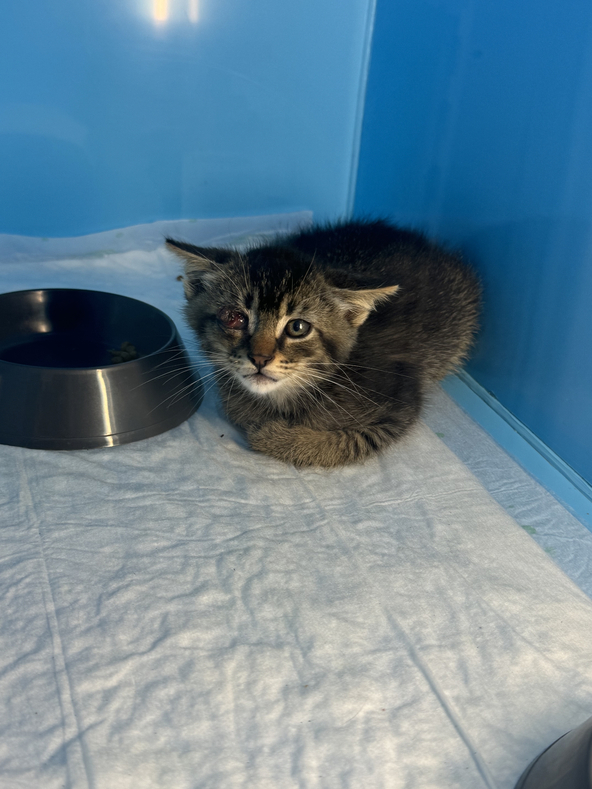 One-eyed bandit orphan kitten - Saint Petersburg, In good hands, cat, Homeless animals, One eyed, Kittens, Pet the cat, Animal shelter, Longpost, VKontakte (link)