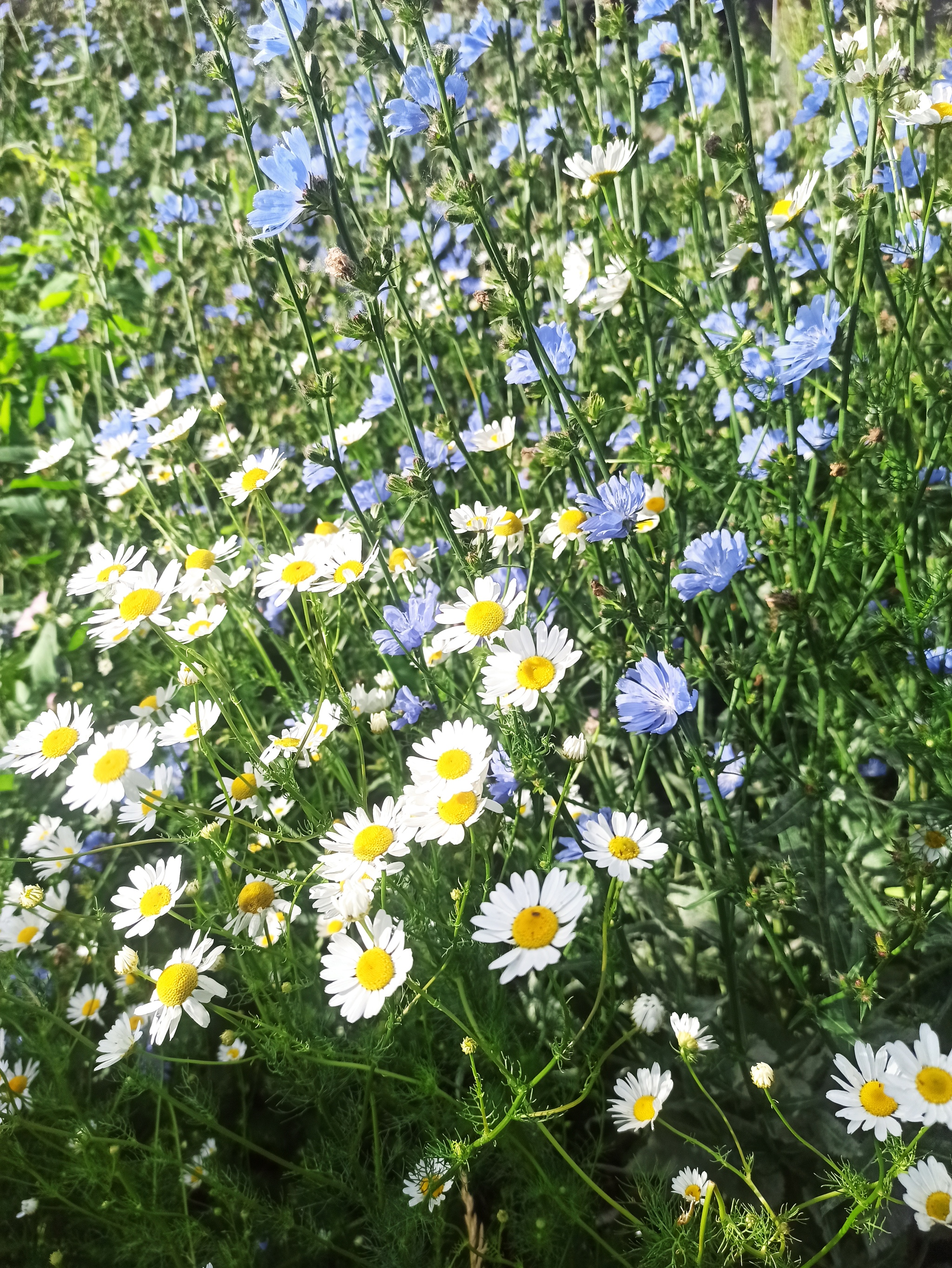 Roadside duet of chamomile and common chicory - My, Mobile photography, Images, Summer, Nature, Bloom, Wildflowers