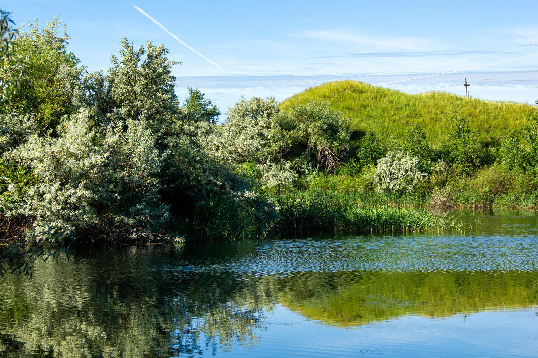 Overgrown old pond - My, Nature, The photo, Bike ride, Pond, Water, Summer