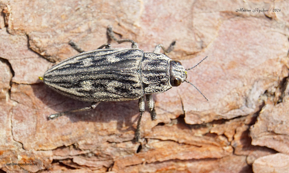 Большая сосновая златка (Chalcophora mariana) - Моё, Насекомые, Жуки, Златка, Энтомология, Макросъемка, Длиннопост