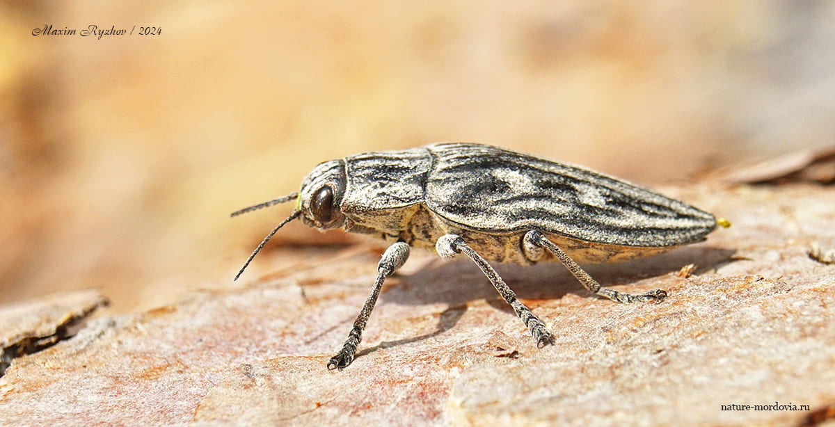 Большая сосновая златка (Chalcophora mariana) - Моё, Насекомые, Жуки, Златка, Энтомология, Макросъемка, Длиннопост