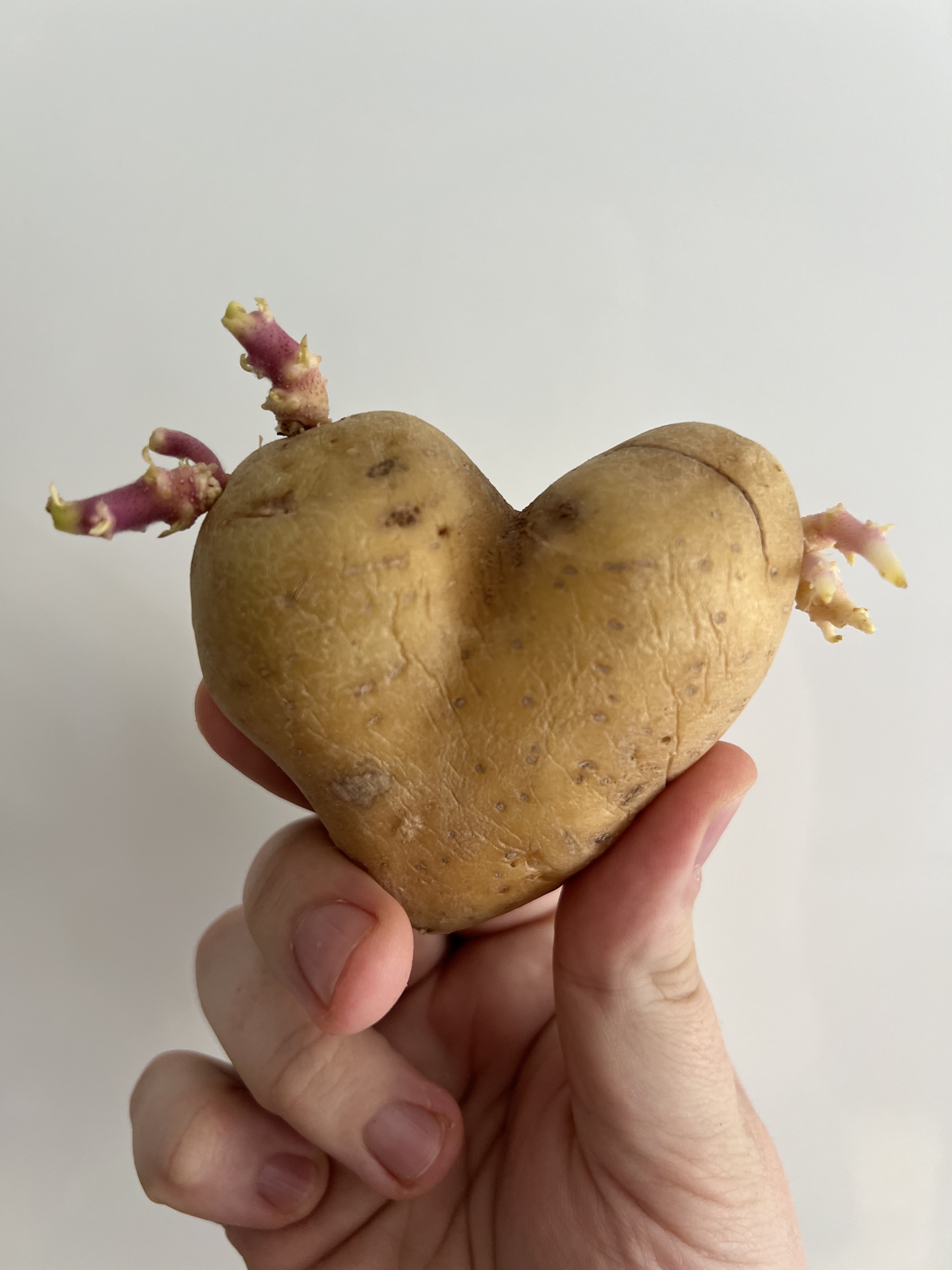 Potato heart - My, Potato, Heart, Pareidolia, The photo