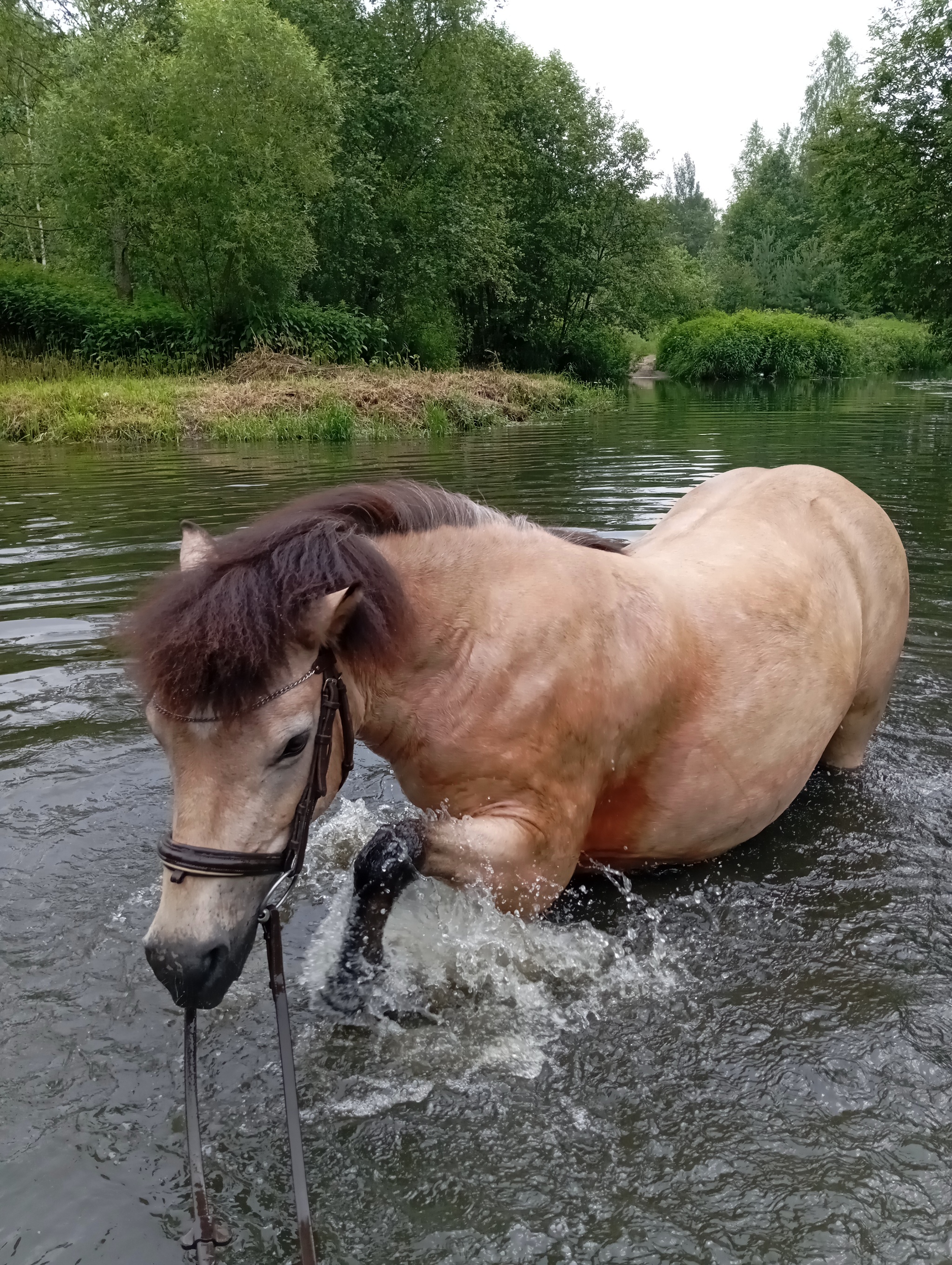 Swimming season has opened - My, Horses, Animals, Bathing, Video, Vertical video, Longpost