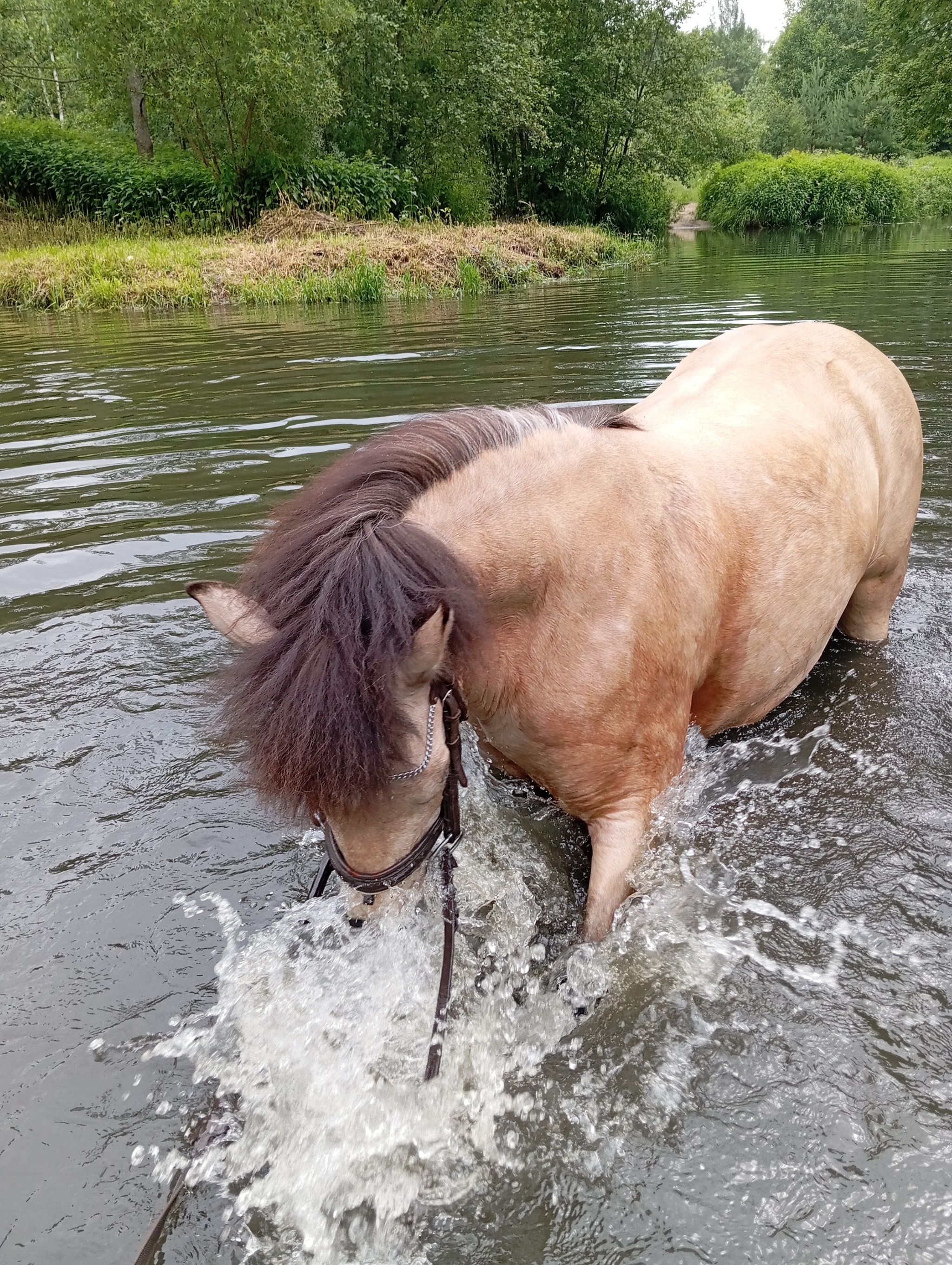 Swimming season has opened - My, Horses, Animals, Bathing, Video, Vertical video, Longpost