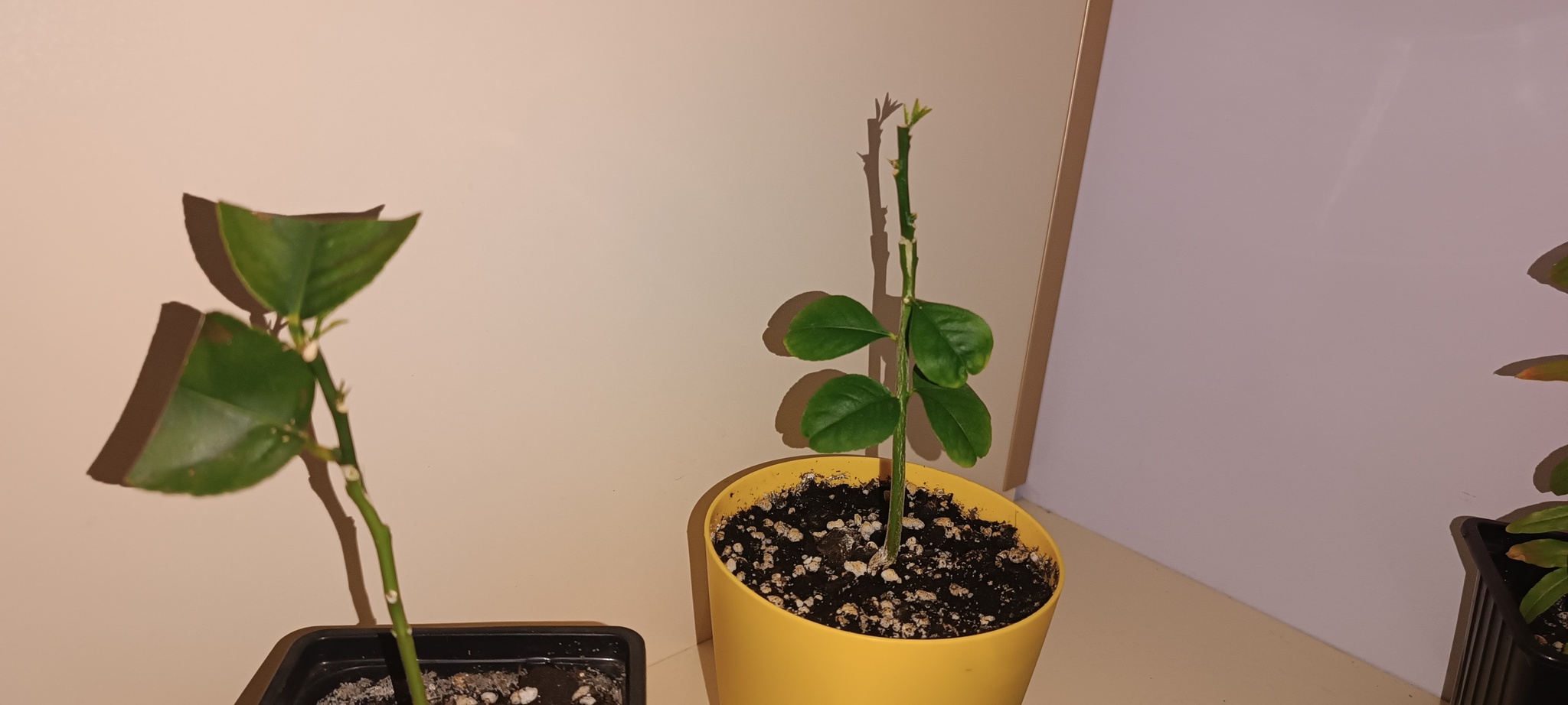 Growing Lemons at home - My, Plant growing, Houseplants, Lemon, Hobby, Text, Longpost