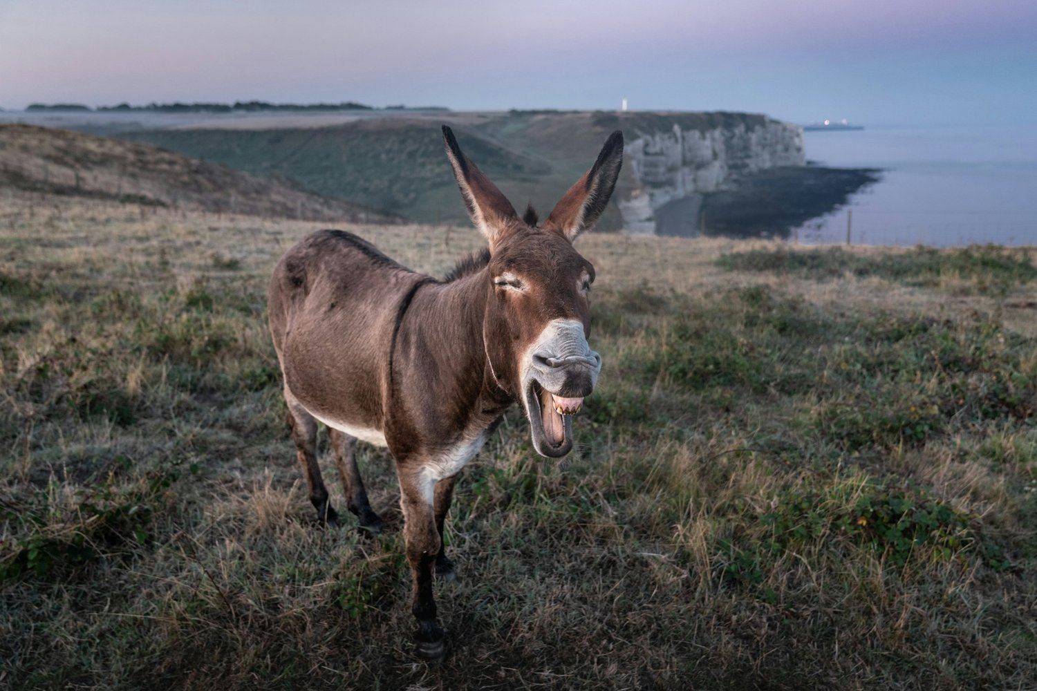 In the USA, a runaway donkey became the leader of deer - Donkey, Wapiti, Deer, Ungulates, USA, Animals