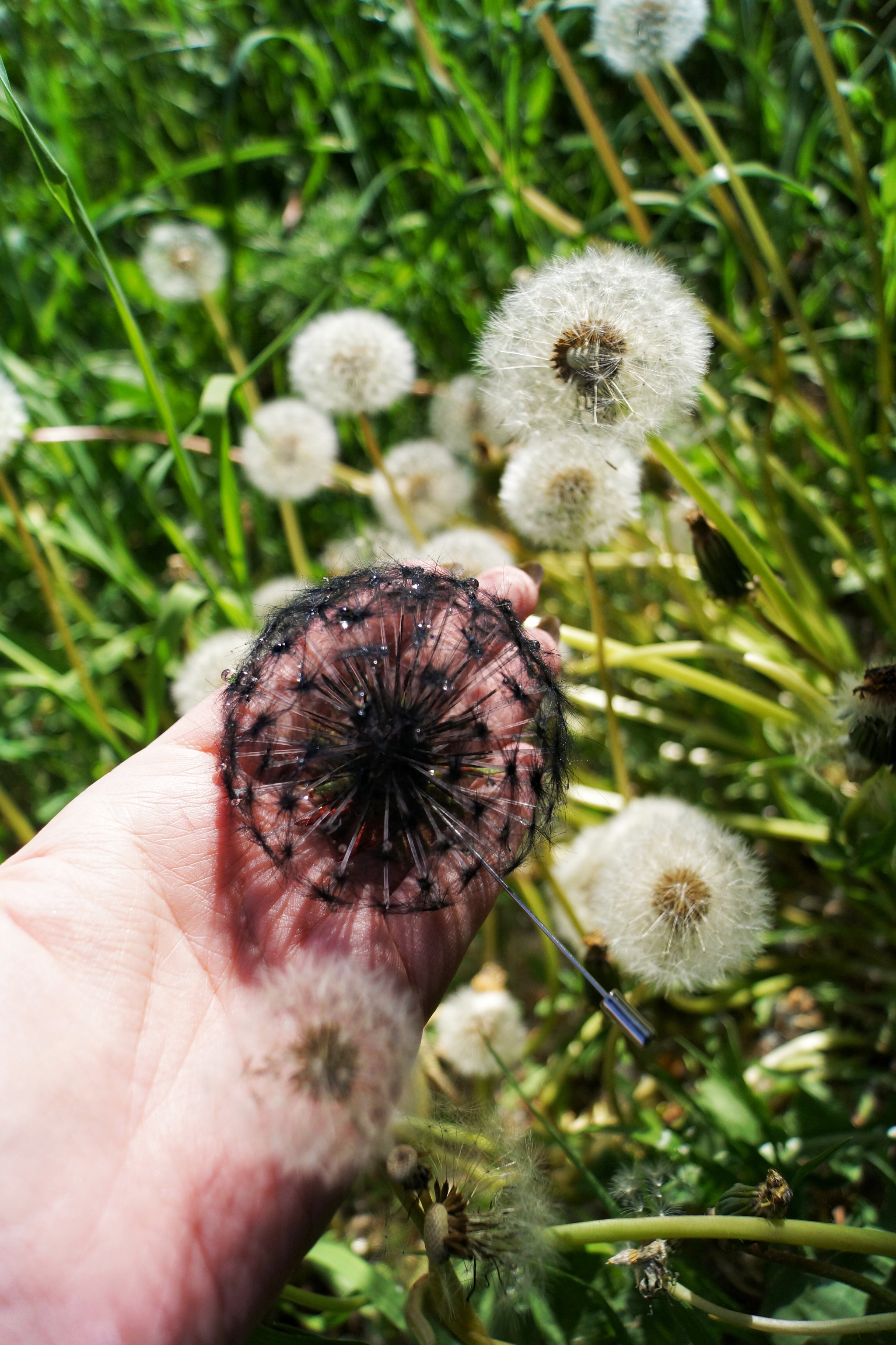 Just a black dandelion - My, Marketplace, Longpost, Hobby, Handmade, Creation, Needlework without process