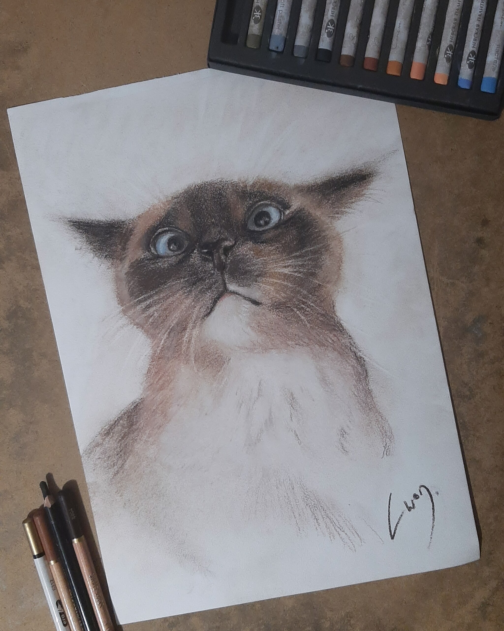 I draw cats *285 hours out of 10,000 - My, Drawing, cat, Learning to draw, Pets, Beginner artist, Illustrations