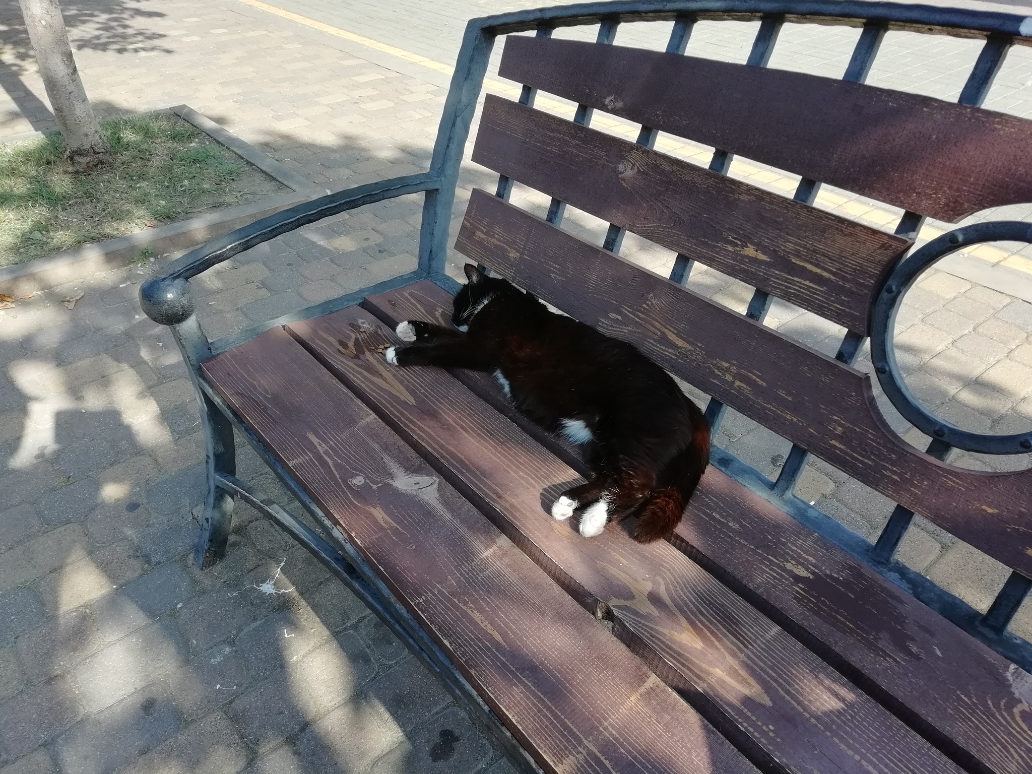 Summer - My, Summer, Bliss, cat, Black cat, Benches, Street photography