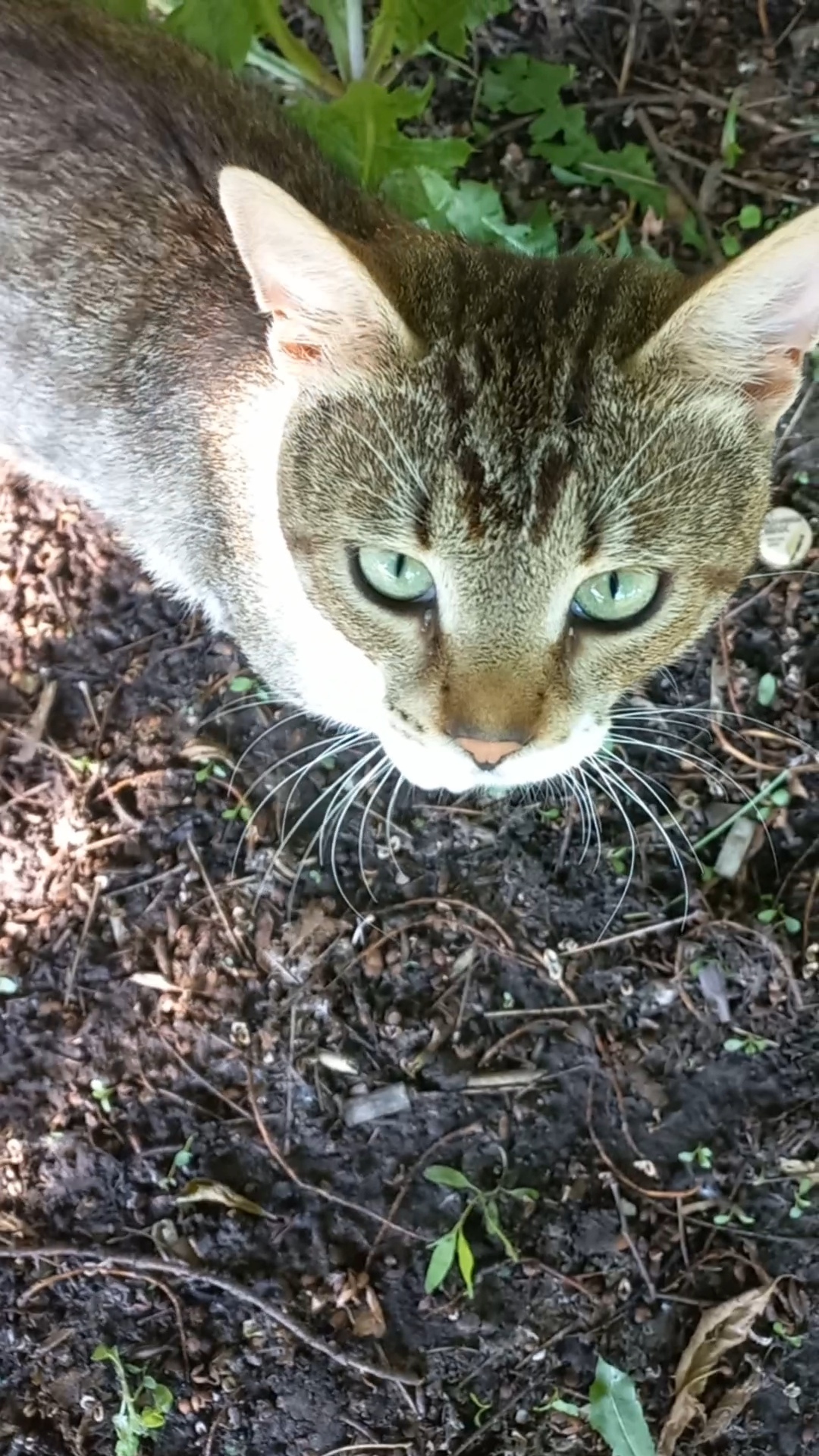 A story about how a former homeless cat saved a life - My, cat, No rating, Animal Rescue, In good hands, Help, Longpost, Moscow