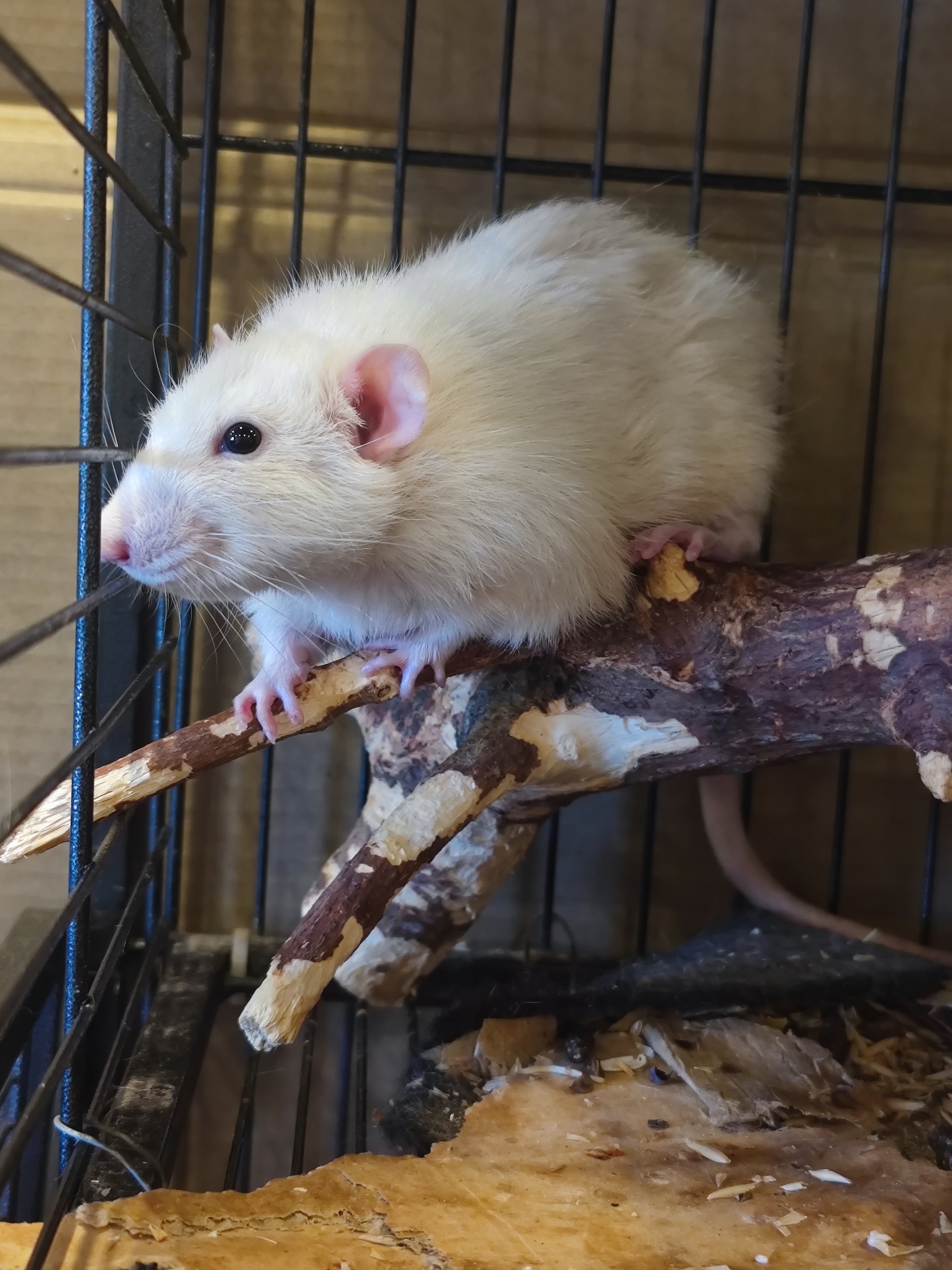 Shiva - My, Decorative rats, Rat, Pets, Rodents, Longpost