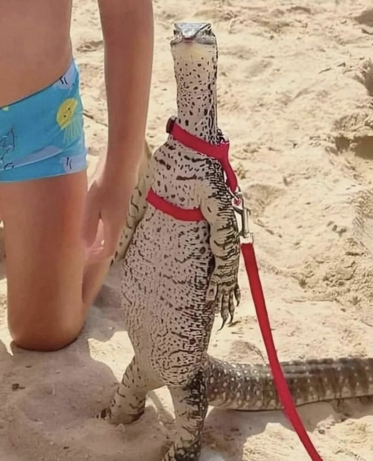 Hey, girl, let's go for a walk?! - Monitor lizard, The photo, Nature, Sand