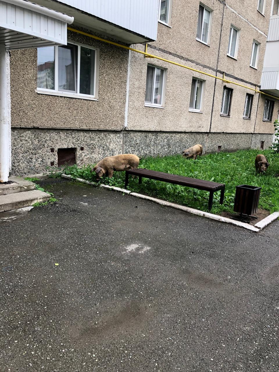 Наконец-то найден оберег! - Моё, Свинья, Где-То в городе, Длиннопост