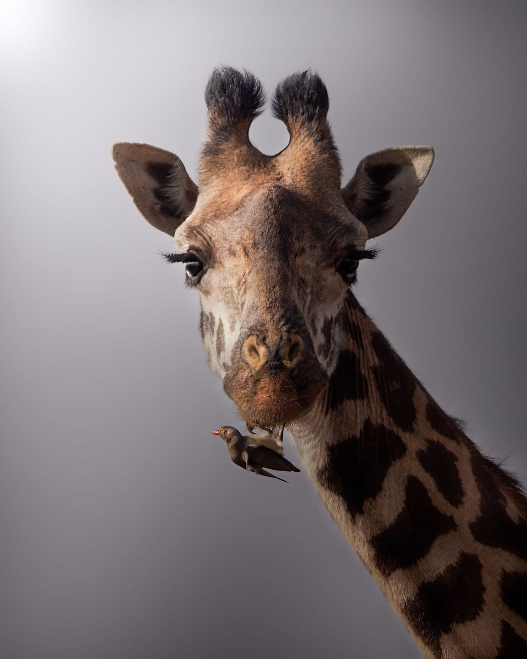 June 21 is World Giraffe Day - Giraffe, Artiodactyls, Starling, Birds, Wild animals, wildlife, Reserves and sanctuaries, Masai Mara, Africa, The photo, World Day