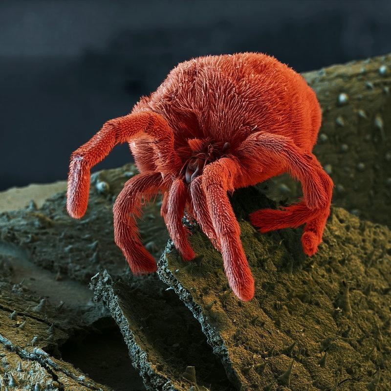 Velvet mite under a microscope - My, Biology, Nauchpop, Research, The science, Insects, Video, Video VK, Longpost