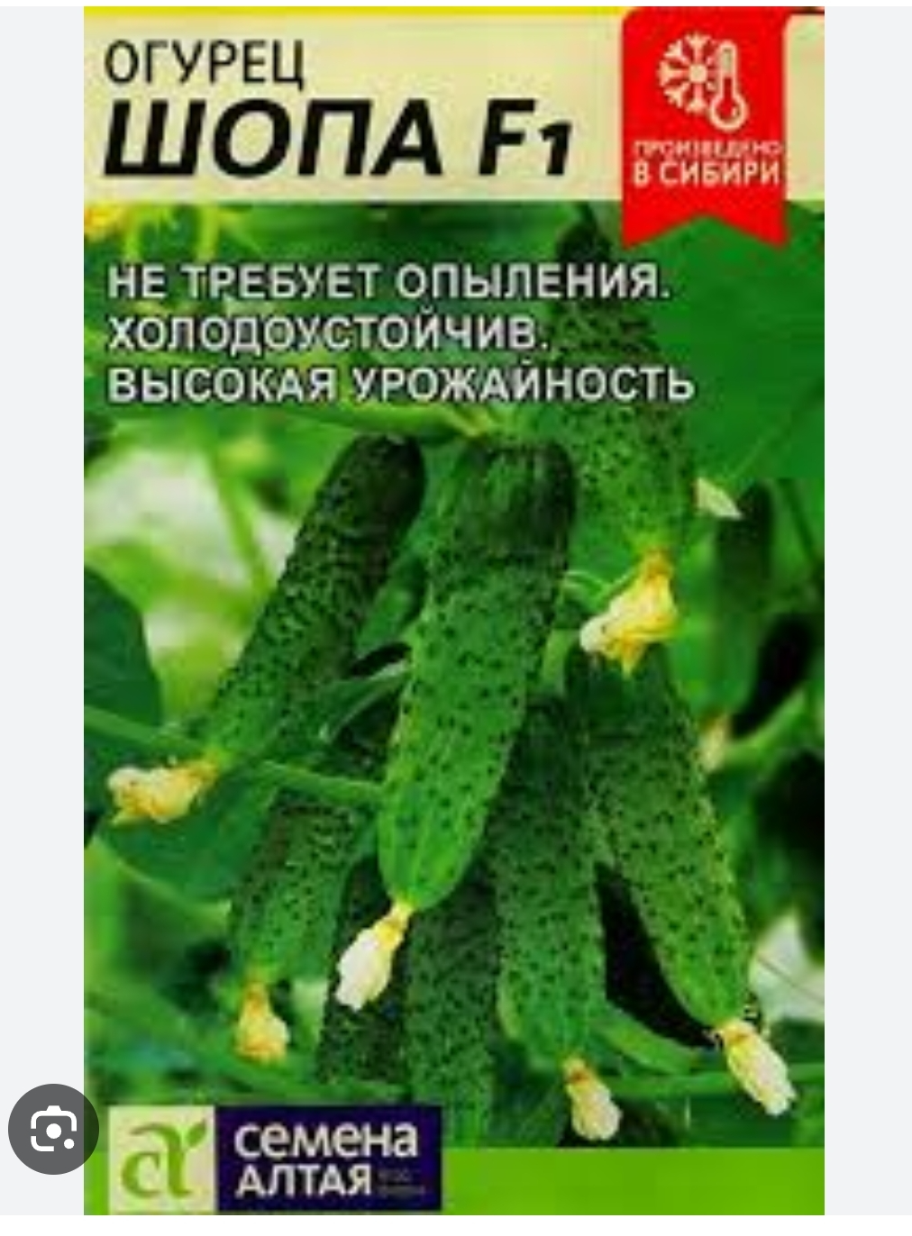 CUCUMBERS ARE OUR EVERYTHING) - My, Popov, Dr. Popov, Cucumbers, Memes, Images, Humor, Picture with text, Milota, Longpost