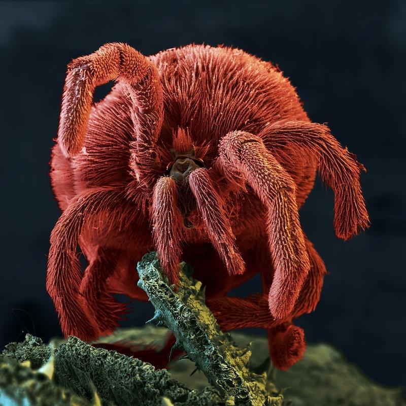 Velvet mite under a microscope - My, Biology, Nauchpop, Research, The science, Insects, Video, Video VK, Longpost