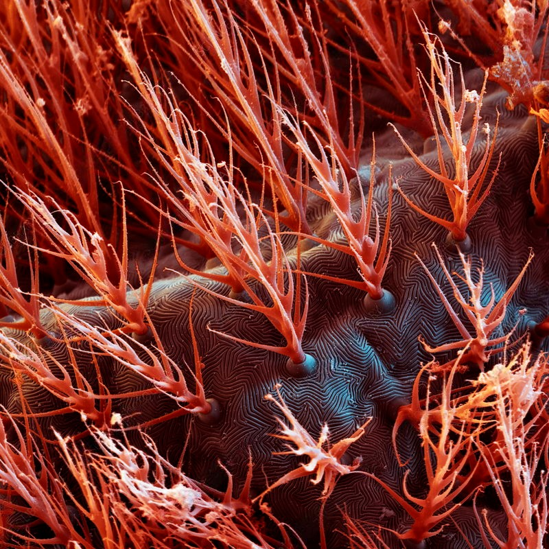 Velvet mite under a microscope - My, Biology, Nauchpop, Research, The science, Insects, Video, Video VK, Longpost