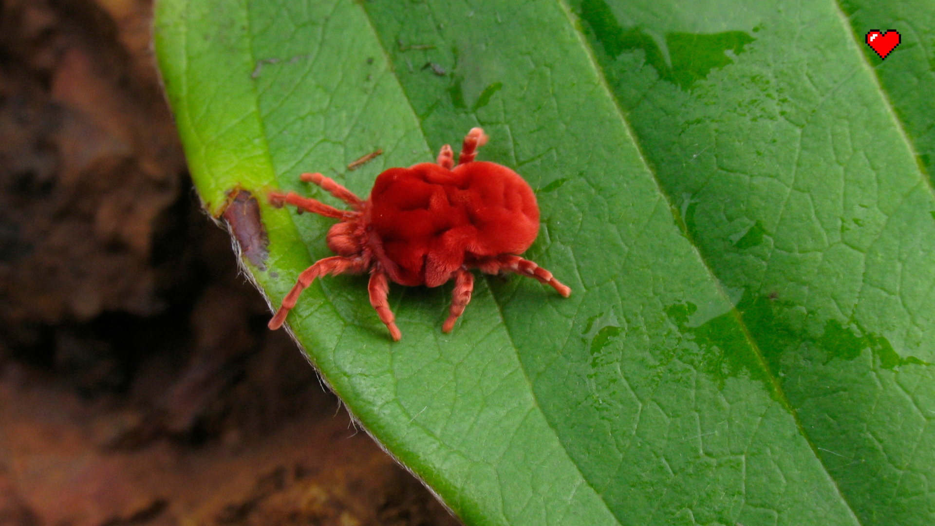 Velvet mite under a microscope - My, Biology, Nauchpop, Research, The science, Insects, Video, Video VK, Longpost