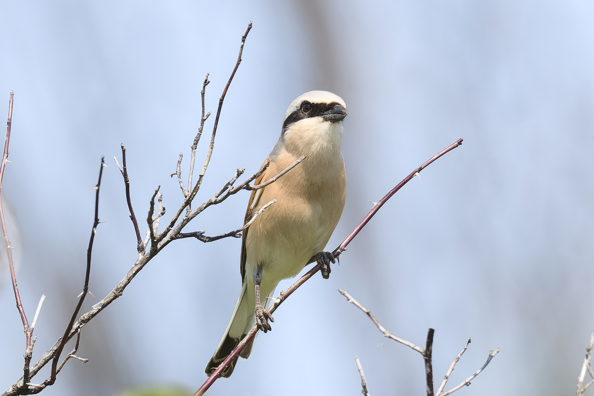 Common Shrike (Republic of Mari El) - My, Canon, Photo hunting, Ornithology, Ornithology League, Birds, Zhulan, Zhulan Sorokoput, Shrike, Predator birds, Mari El, Longpost