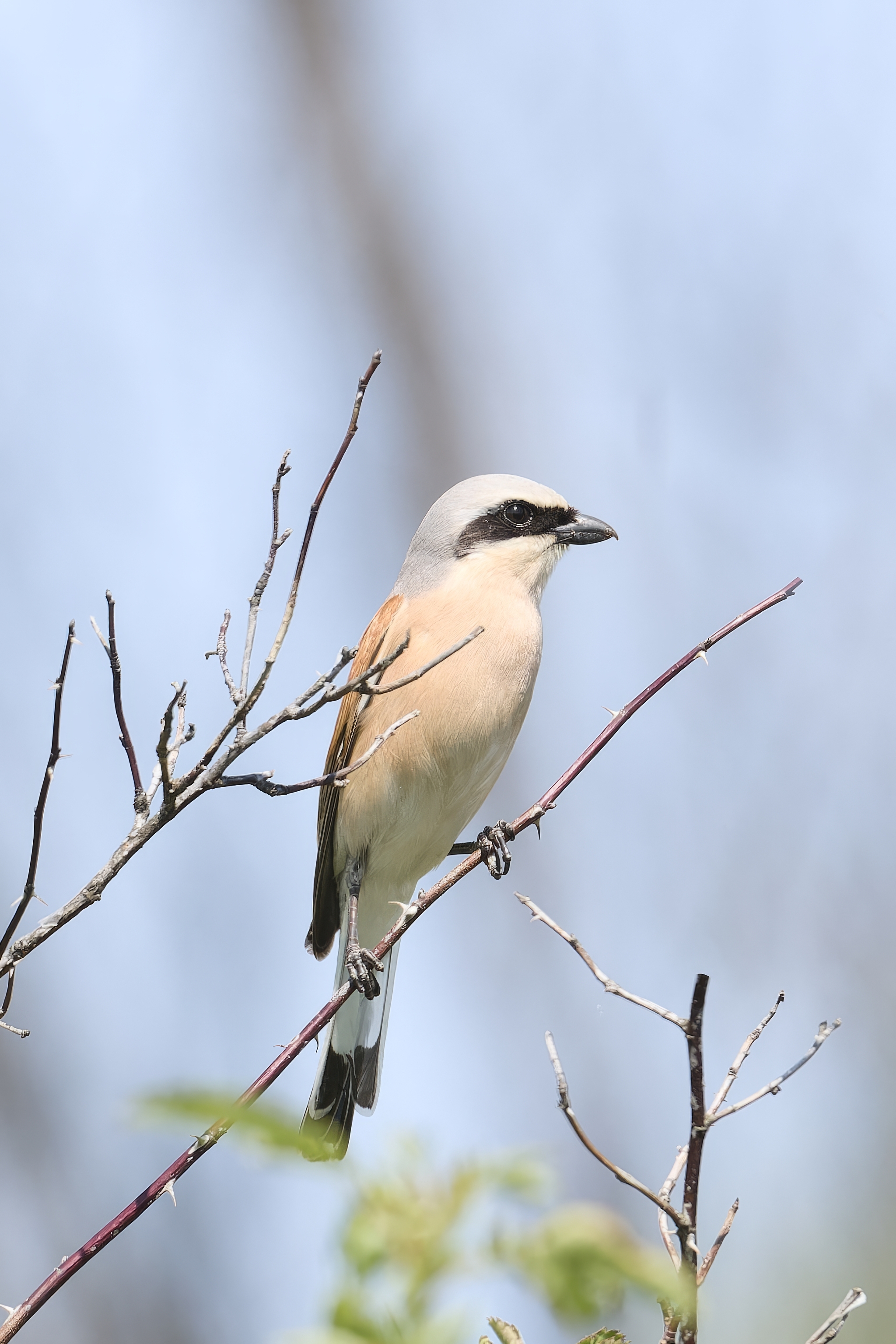 Common Shrike (Republic of Mari El) - My, Canon, Photo hunting, Ornithology, Ornithology League, Birds, Zhulan, Zhulan Sorokoput, Shrike, Predator birds, Mari El, Longpost