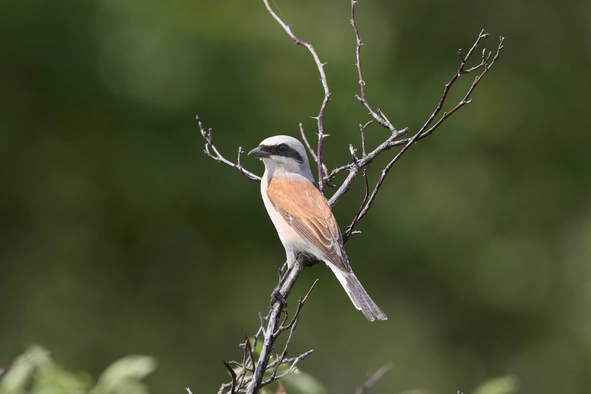 Common Shrike (Republic of Mari El) - My, Canon, Photo hunting, Ornithology, Ornithology League, Birds, Zhulan, Zhulan Sorokoput, Shrike, Predator birds, Mari El, Longpost