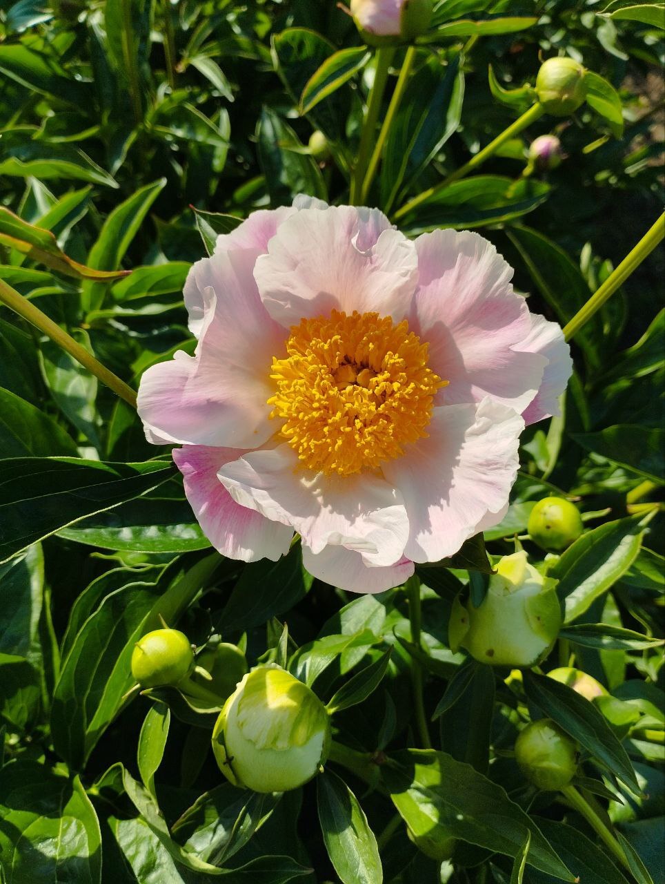 Peony (06/01/2024) - My, Crossposting, Pikabu publish bot, Macro photography, Peonies, Flowers, Longpost