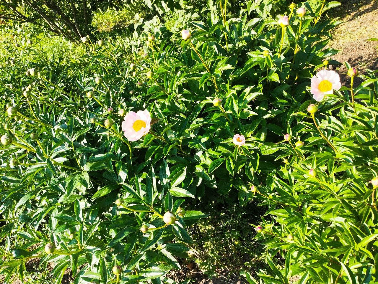 Peony (06/01/2024) - My, Crossposting, Pikabu publish bot, Macro photography, Peonies, Flowers, Longpost