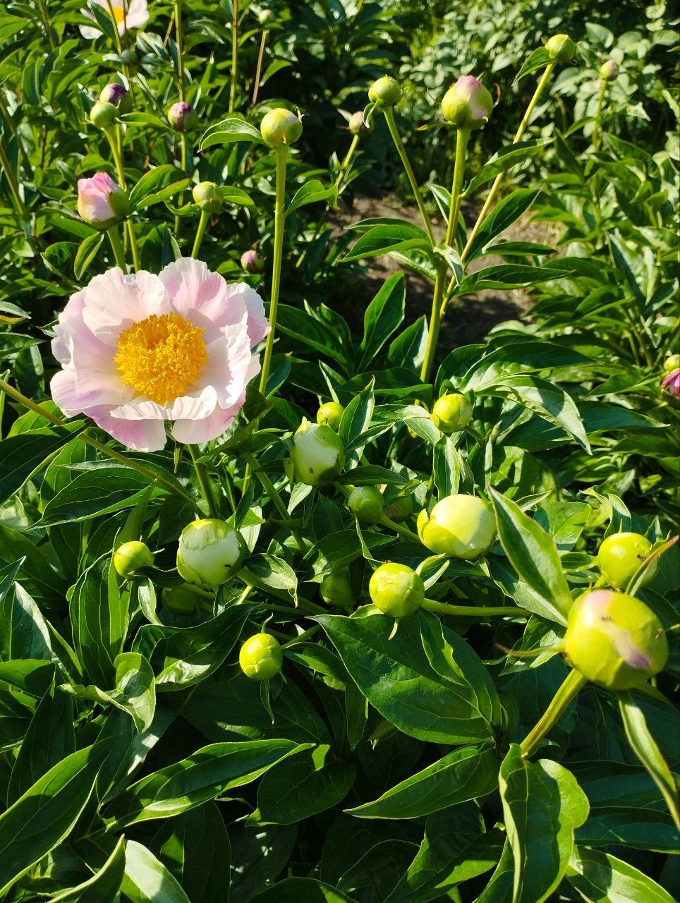 Peony (06/01/2024) - My, Crossposting, Pikabu publish bot, Macro photography, Peonies, Flowers, Longpost