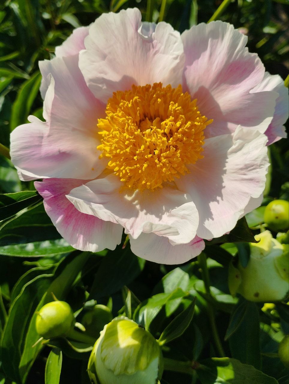 Peony (06/01/2024) - My, Crossposting, Pikabu publish bot, Macro photography, Peonies, Flowers, Longpost