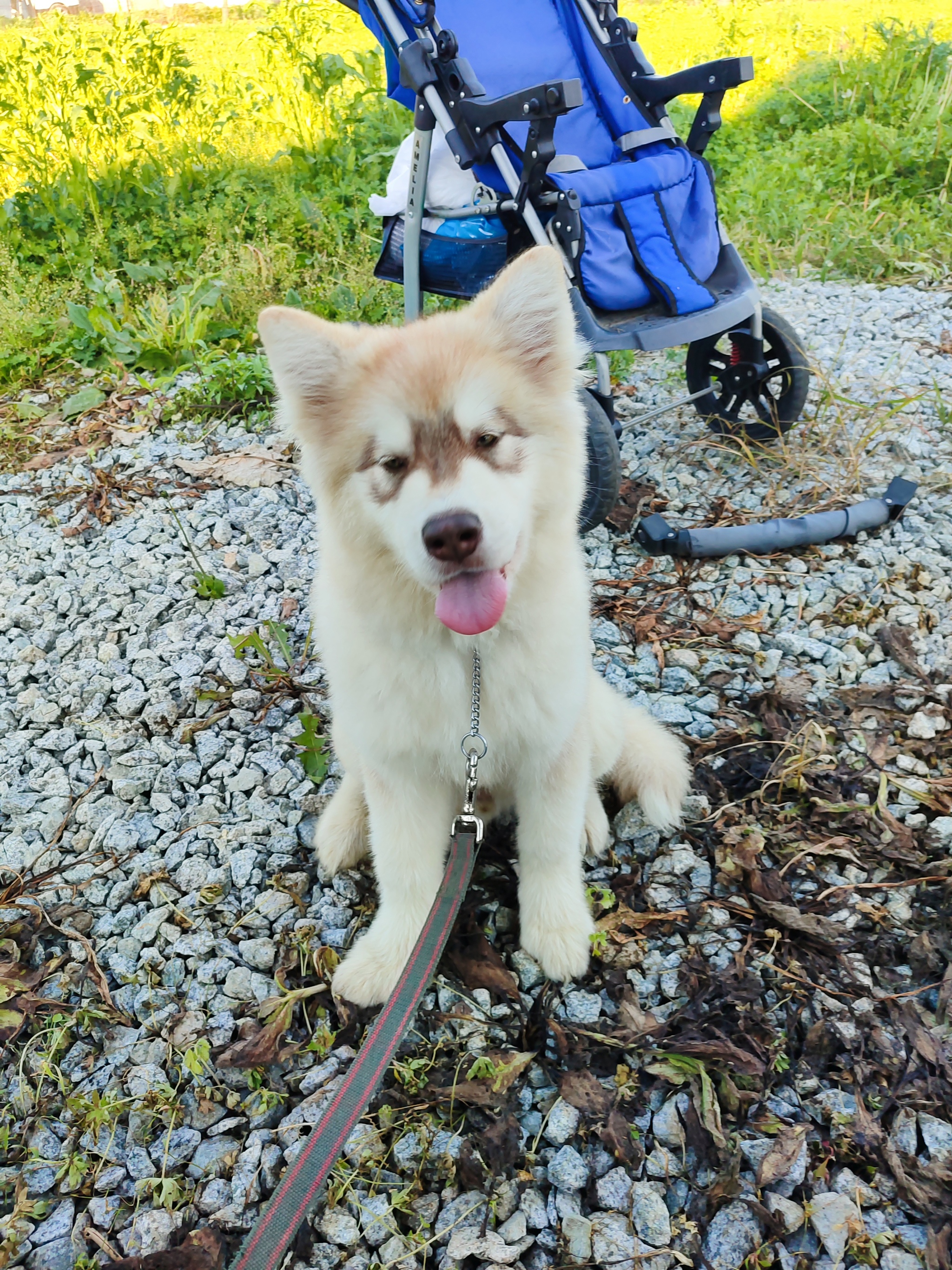 Enchanted Luntik - My, Alaskan Malamute, Puppies, Longpost