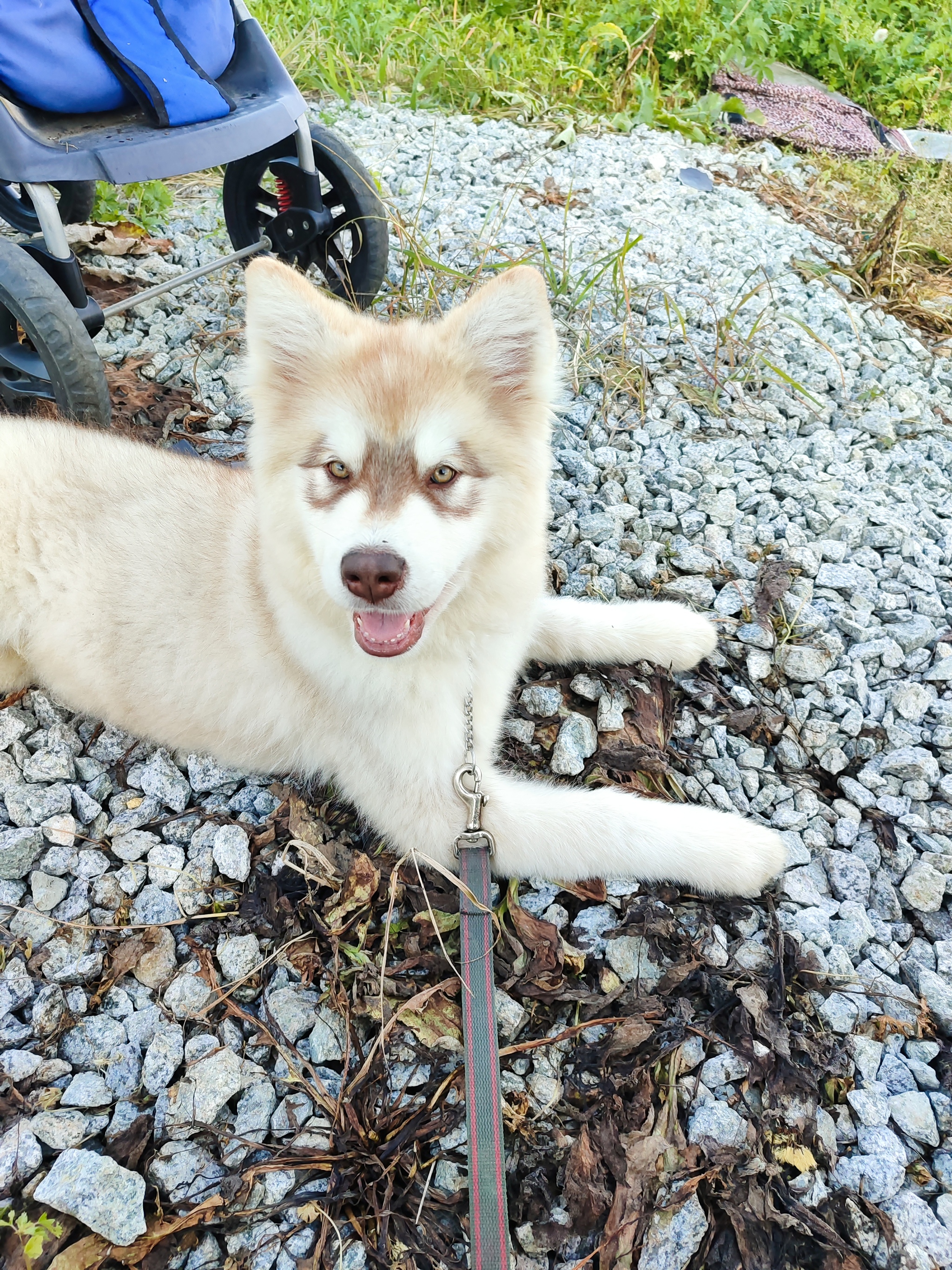 Enchanted Luntik - My, Alaskan Malamute, Puppies, Longpost