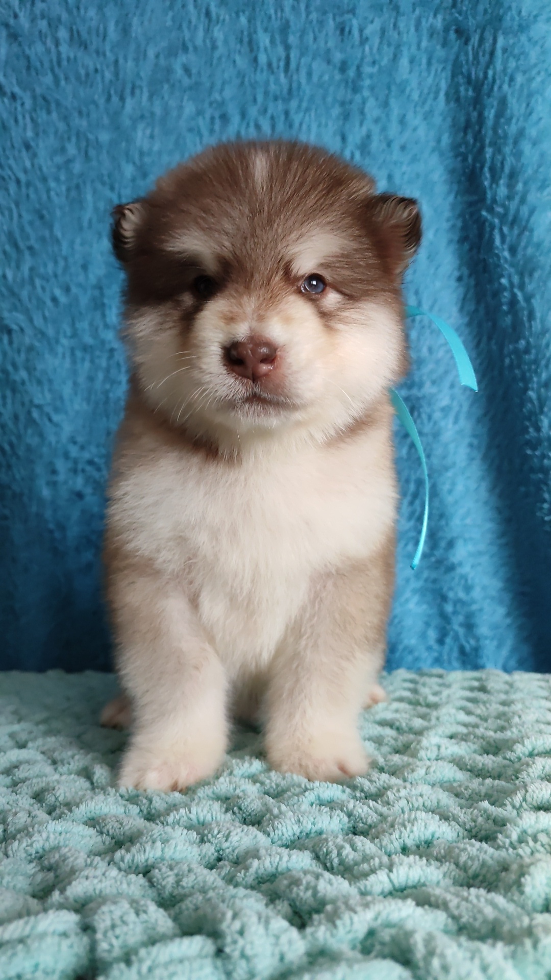 Enchanted Luntik - My, Alaskan Malamute, Puppies, Longpost