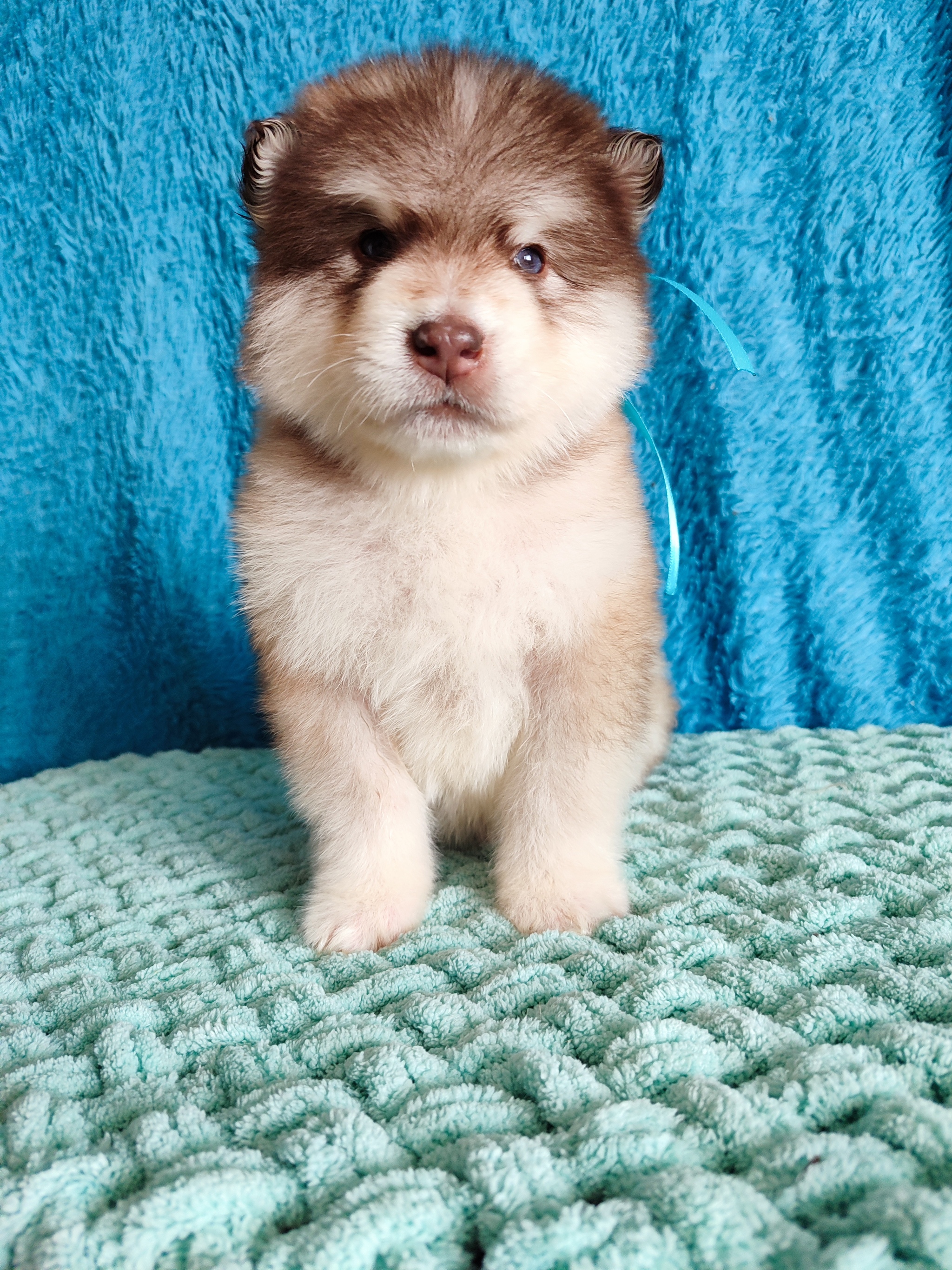 Enchanted Luntik - My, Alaskan Malamute, Puppies, Longpost