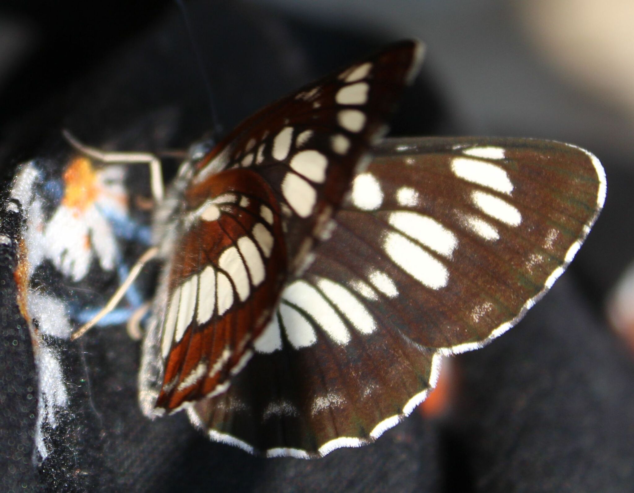 Photo from TDS in the taiga. Butterfly hunting - My, Weather station, Butterfly, The photo, Canon 650d, Longpost