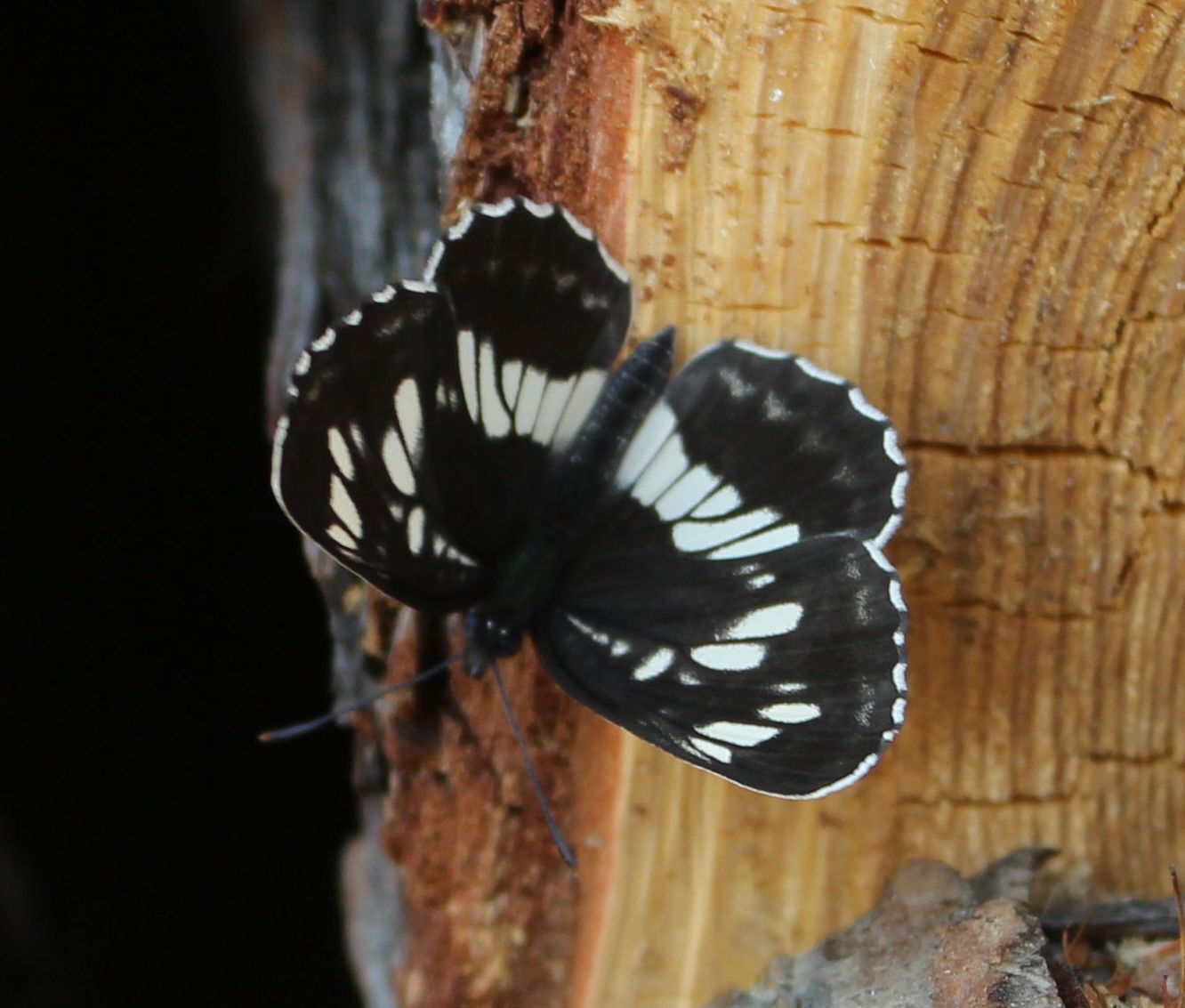 Photo from TDS in the taiga. Butterfly hunting - My, Weather station, Butterfly, The photo, Canon 650d, Longpost